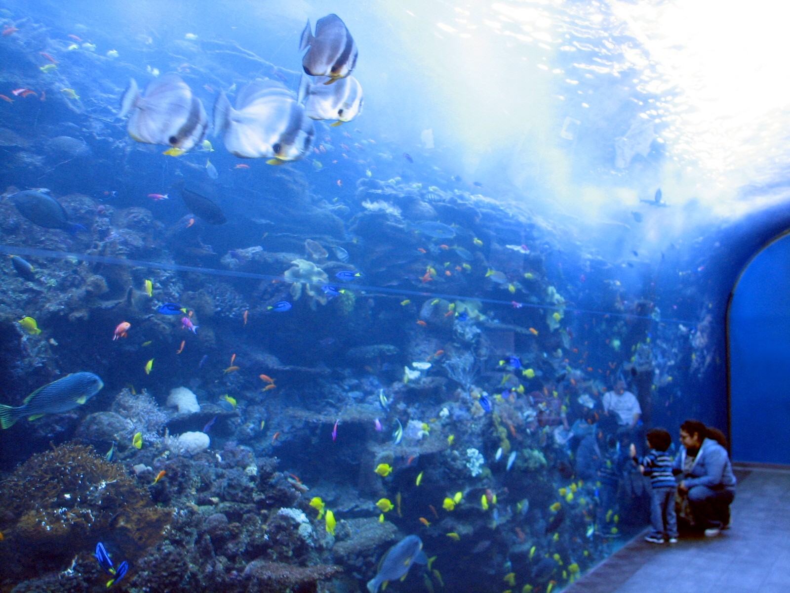 Tropical Diver - Pacific Barrier Reef