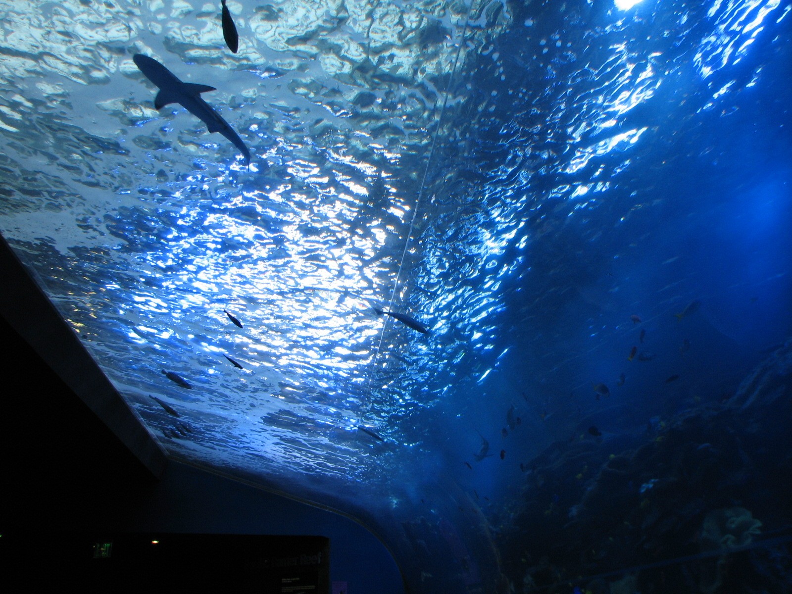 Tropical Diver - Pacific Barrier Reef