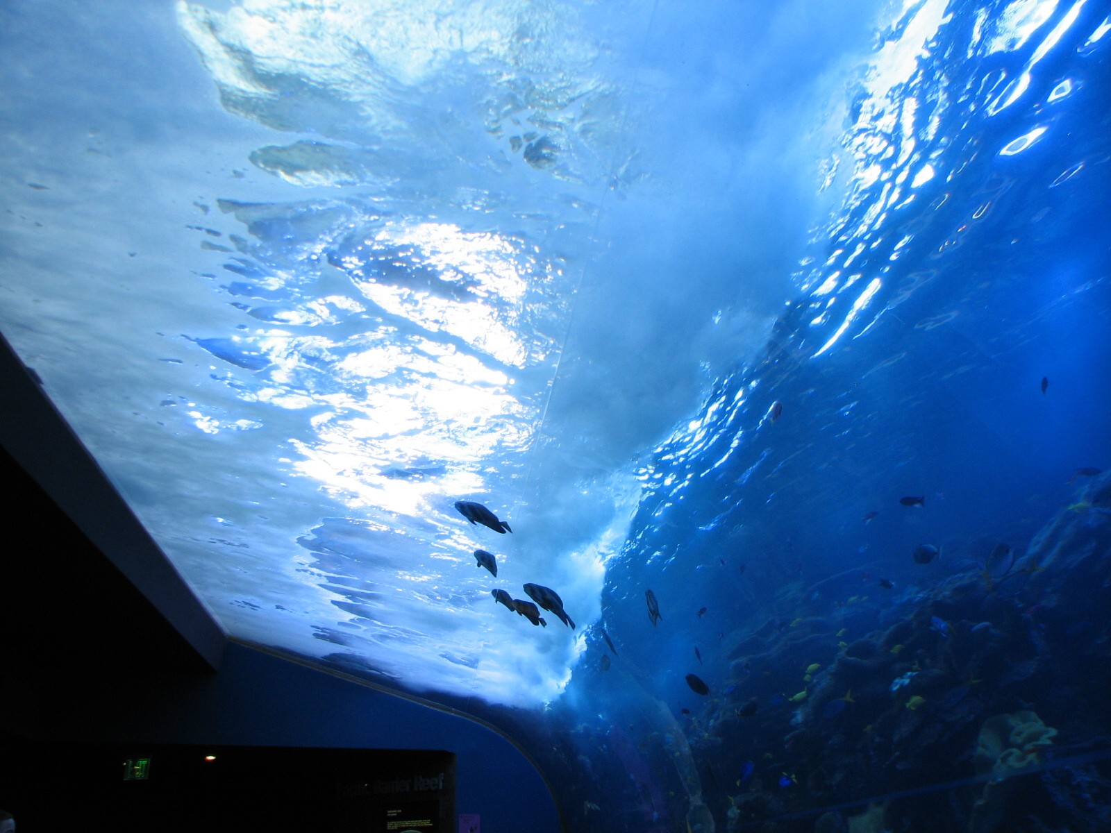 Tropical Diver - Pacific Barrier Reef
