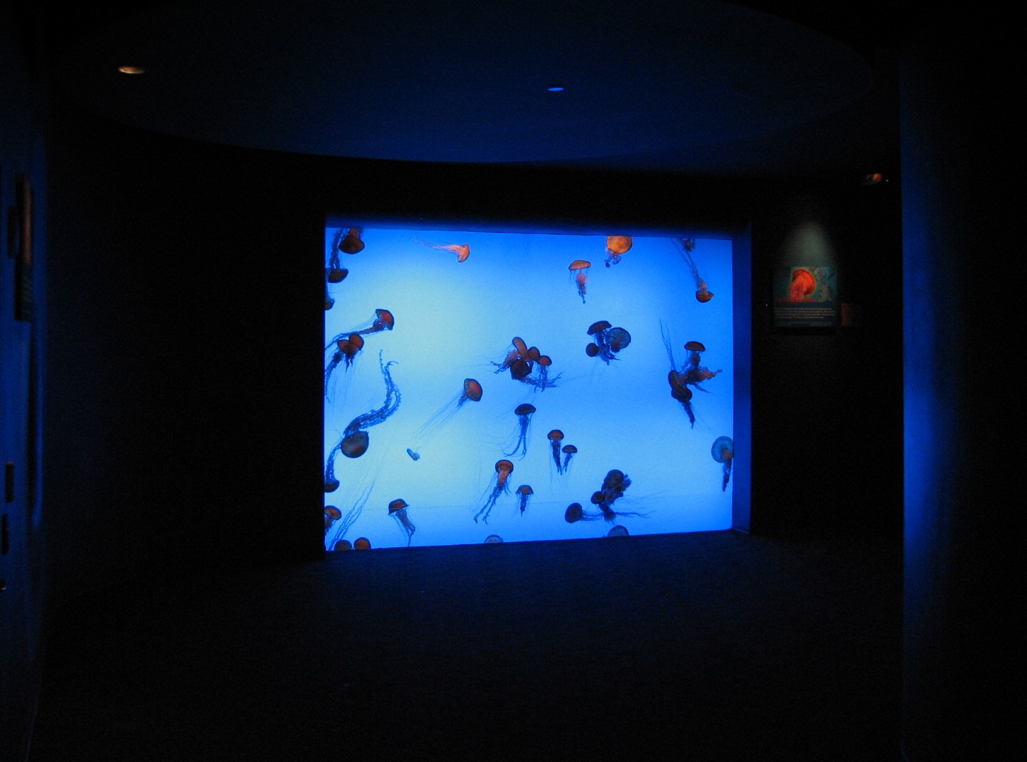Tropical Diver - Sea Nettle Exhibit