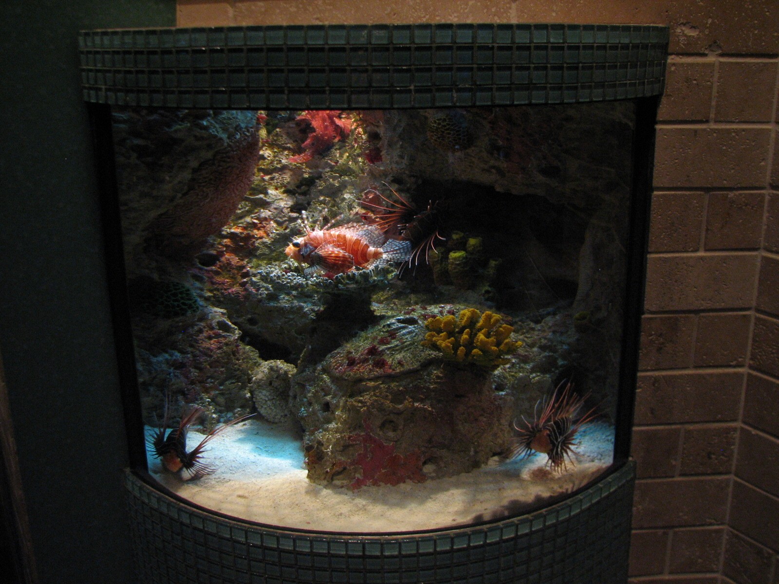 Tropical Diver - Small Tank