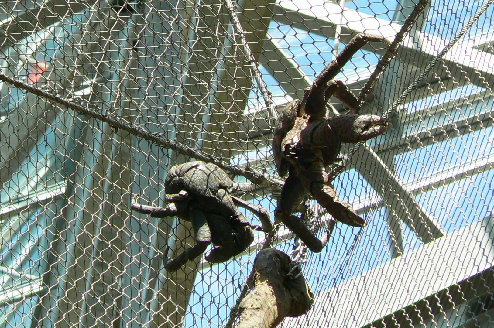 Tropical Dome - Aldabra's giant tortoises/rodriguez flying foxes/birds indoor walkthrough aviary - Coconut crabs