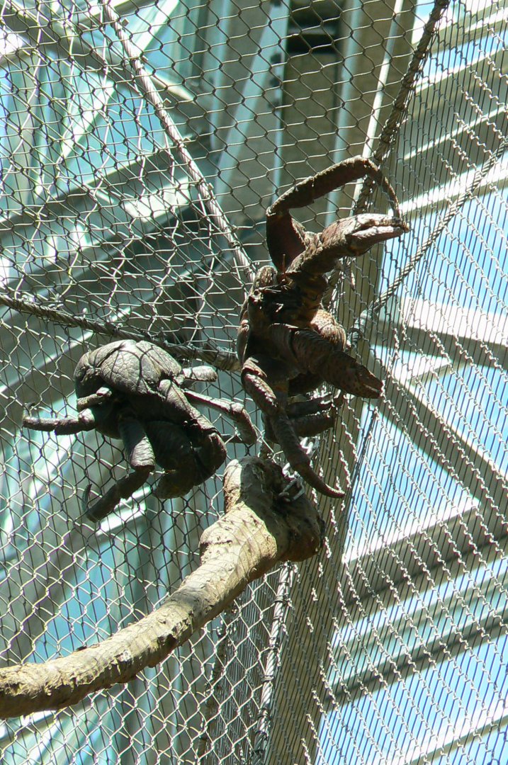Tropical Dome - Aldabra's giant tortoises/rodriguez flying foxes/birds indoor walkthrough aviary - Coconut crabs