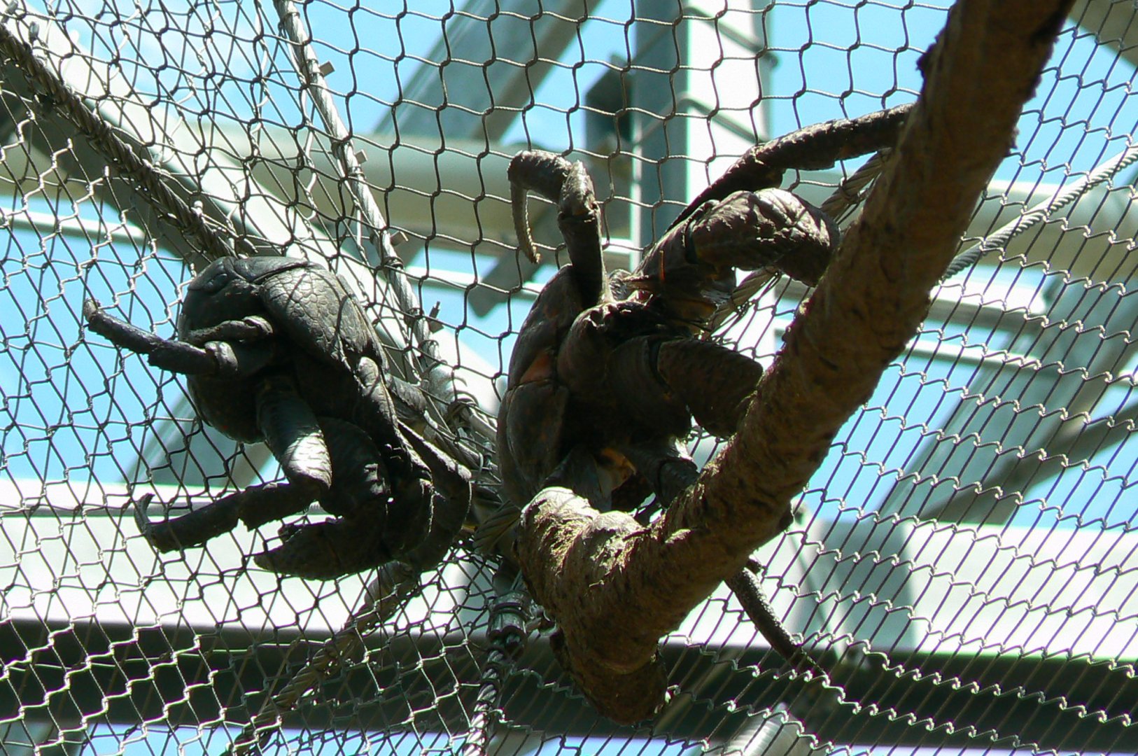 Tropical Dome - Aldabra's giant tortoises/rodriguez flying foxes/birds indoor walkthrough aviary - Coconut crabs