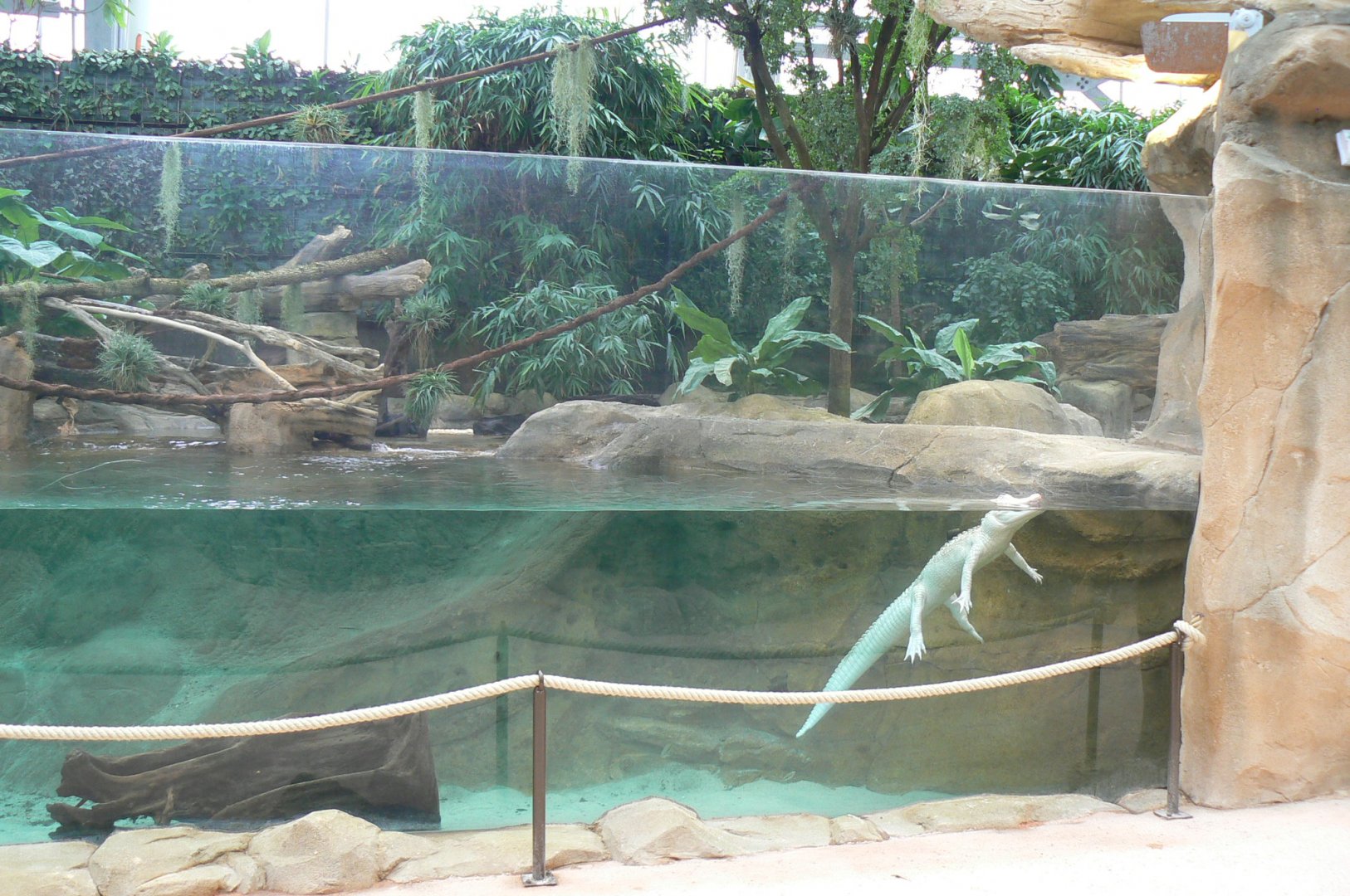 Tropical dome - American and albino alligators exhibit