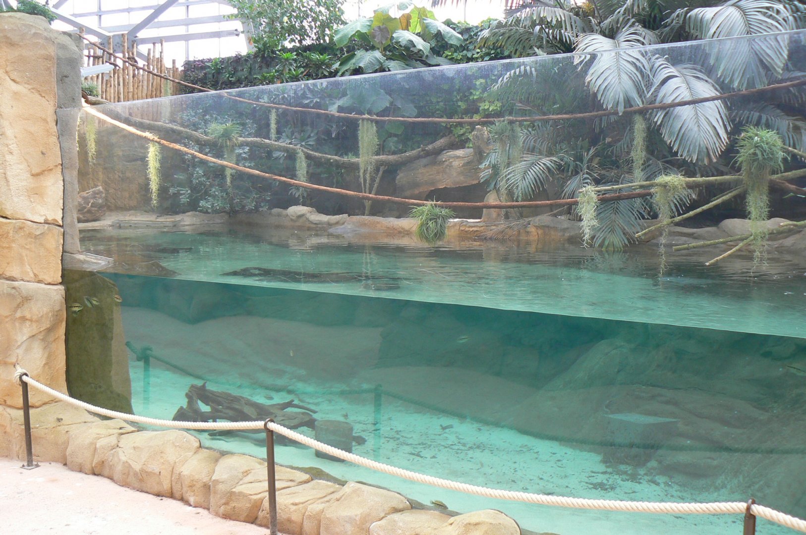 Tropical dome - American and albino alligators exhibit
