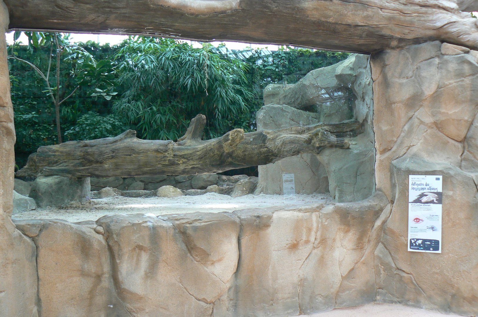Tropical dome - American and albino alligators exhibit