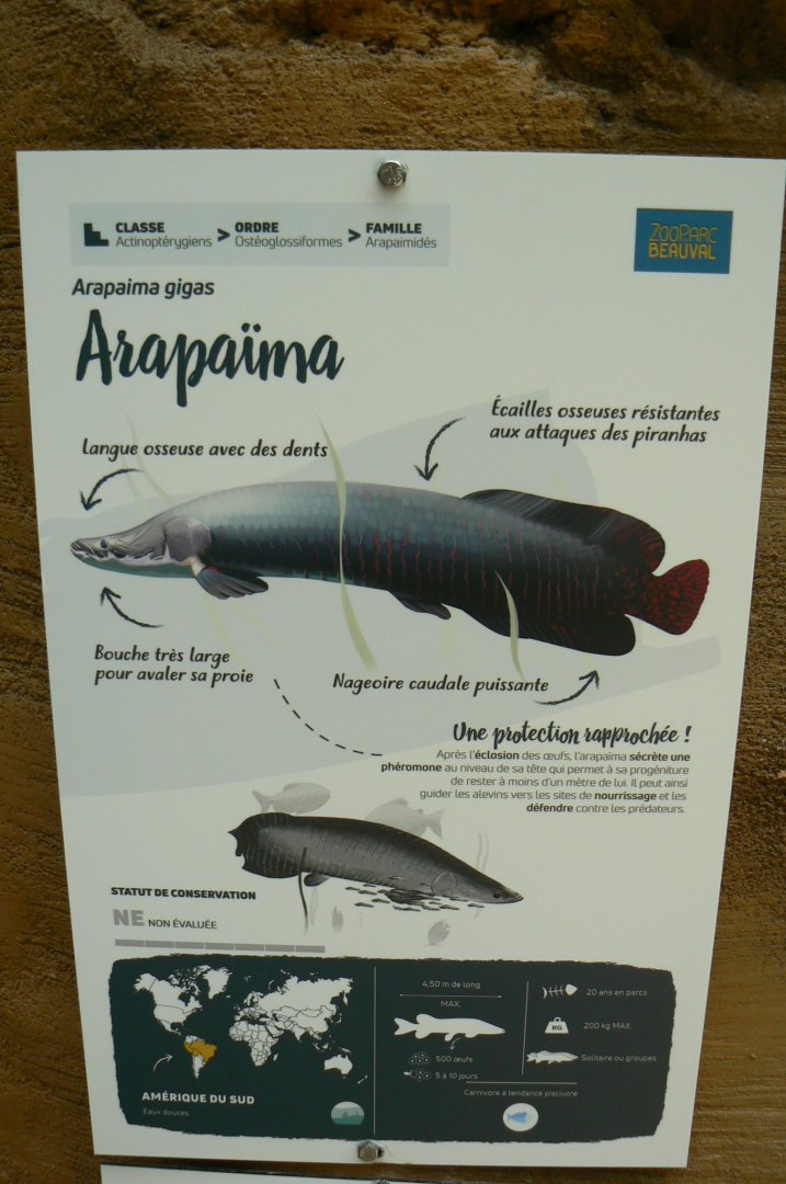 Tropical dome - Arapaima signage