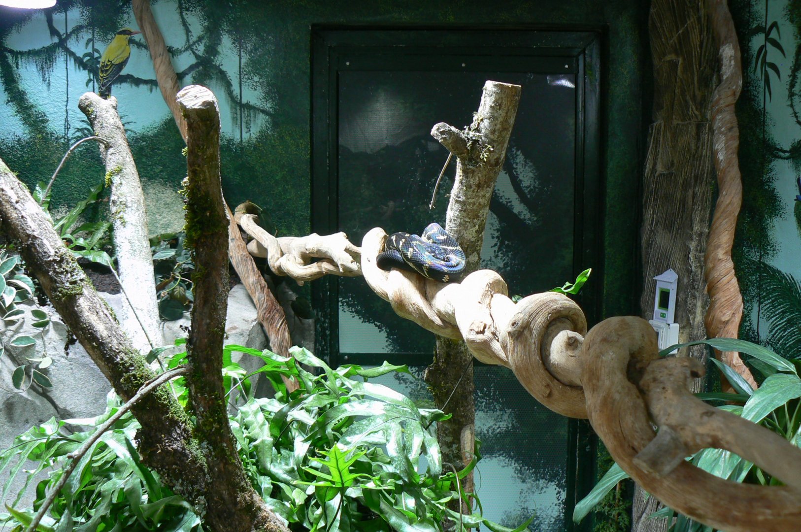 Tropical dome - Boelen's python and emerald skinks terrarium