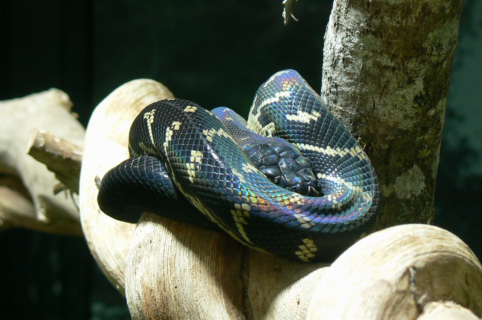 Tropical dome - Boelen's python