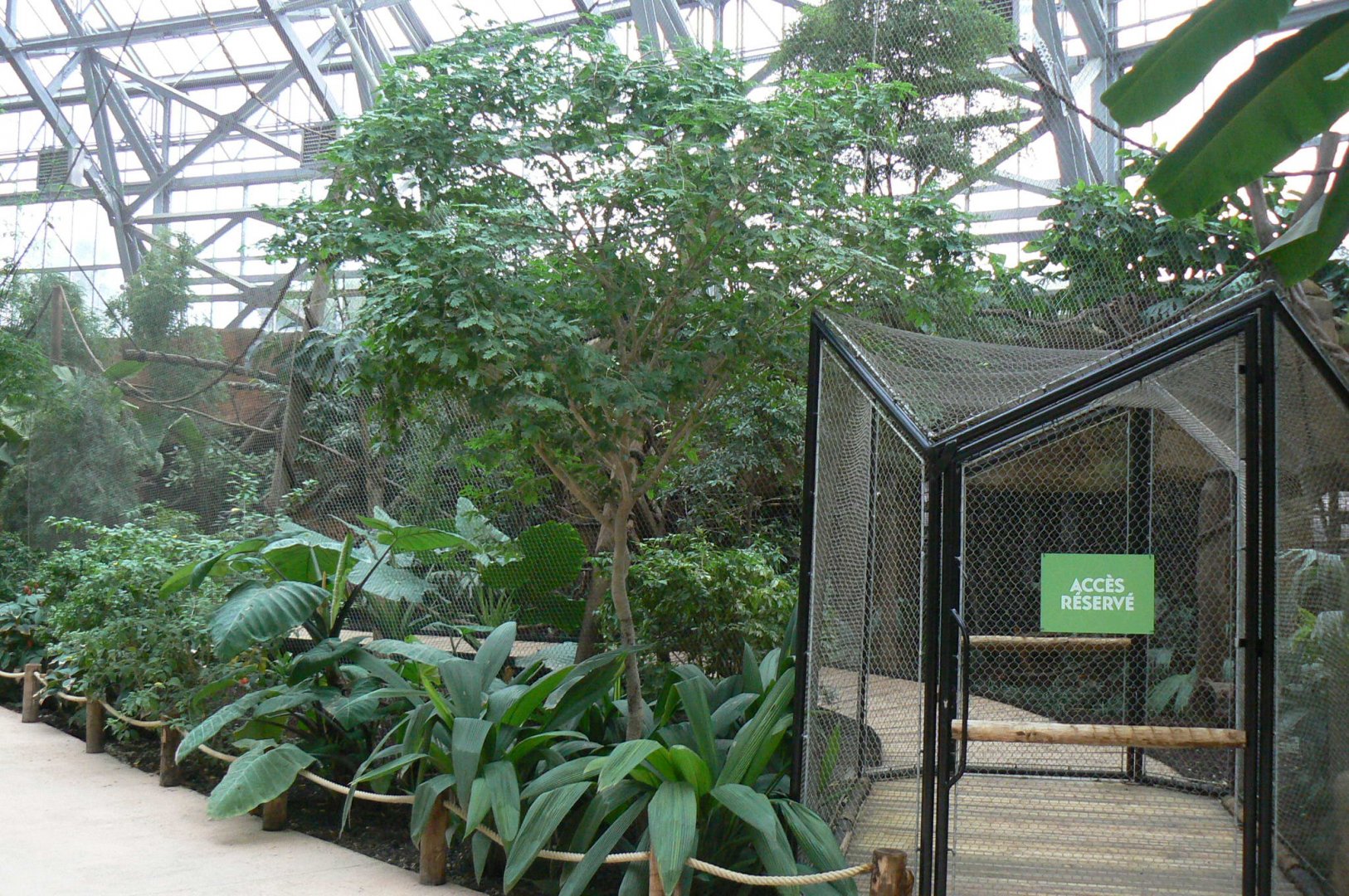 Tropical dome - Bolivian squirrel monkeys and southern tamanduas walkthrough aviary