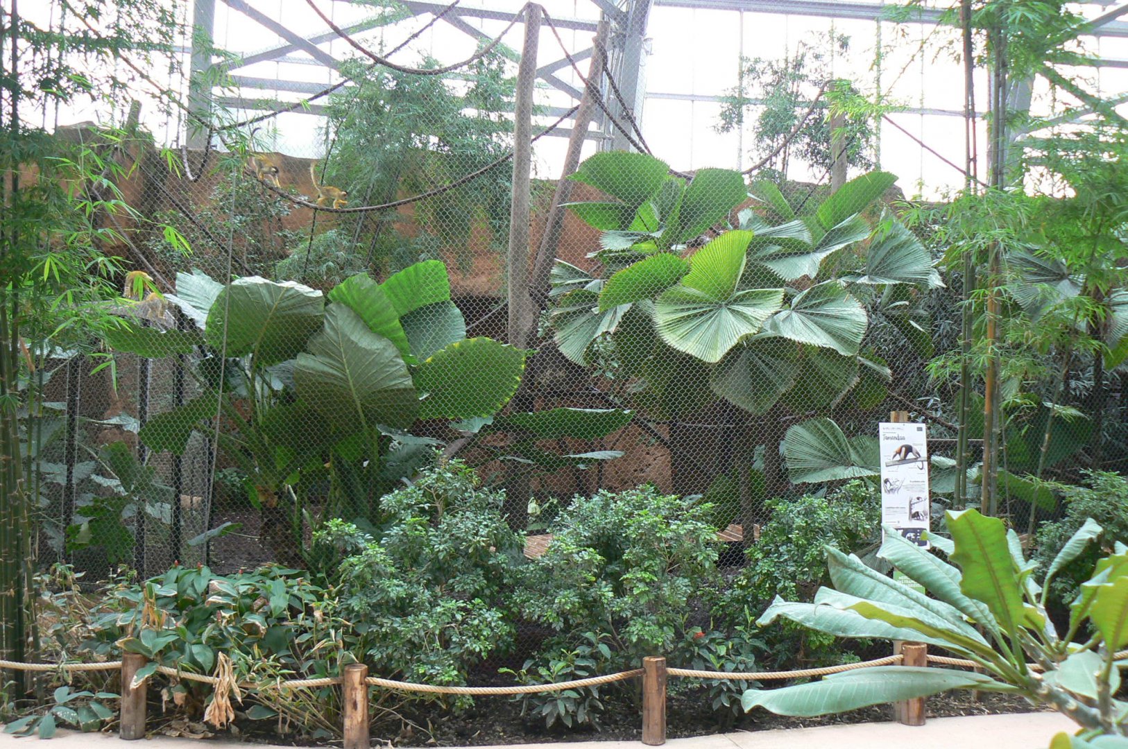 Tropical dome - Bolivian squirrel monkeys and southern tamanduas walkthrough aviary