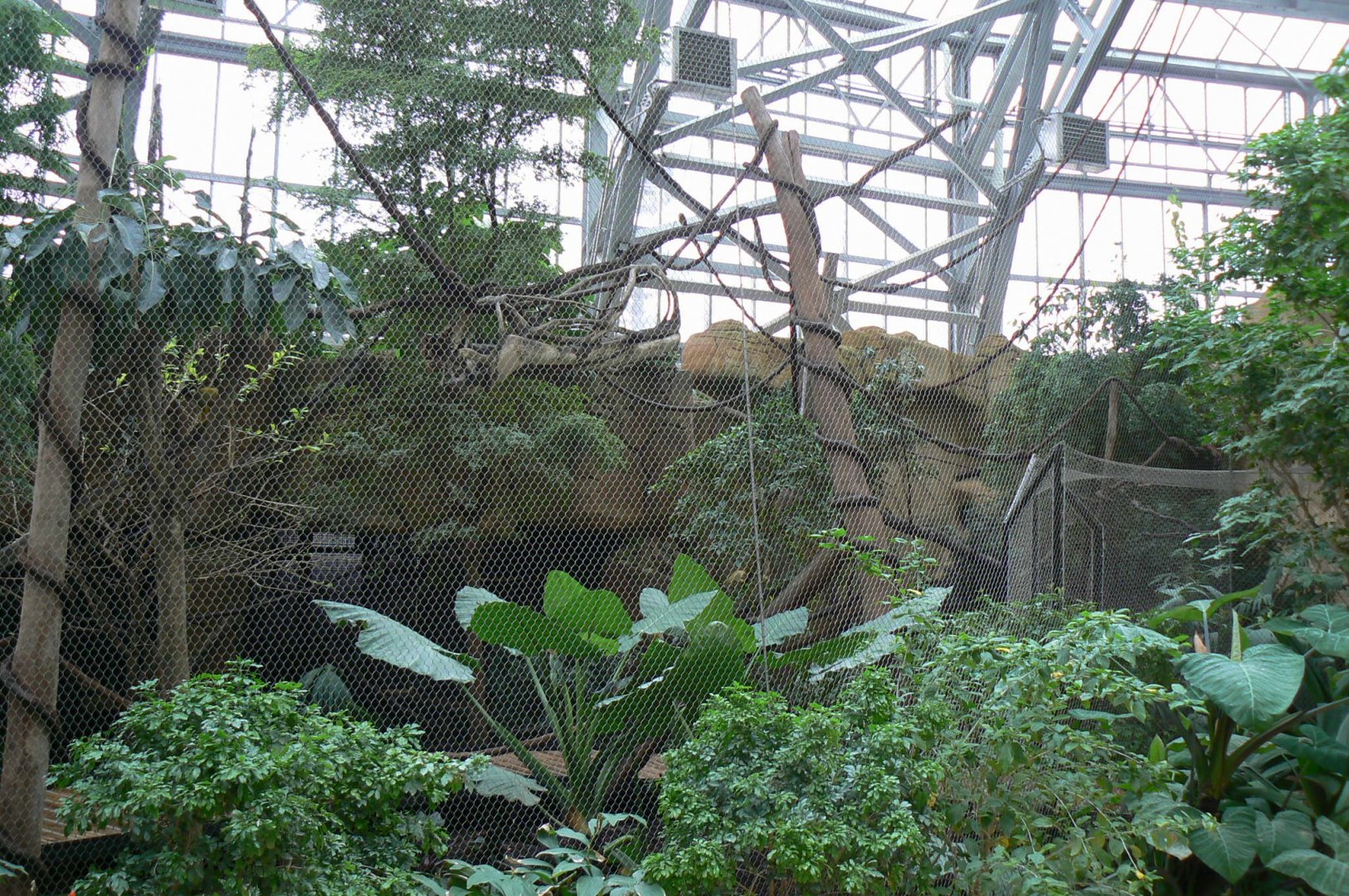 Tropical dome - Bolivian squirrel monkeys and southern tamanduas walkthrough aviary