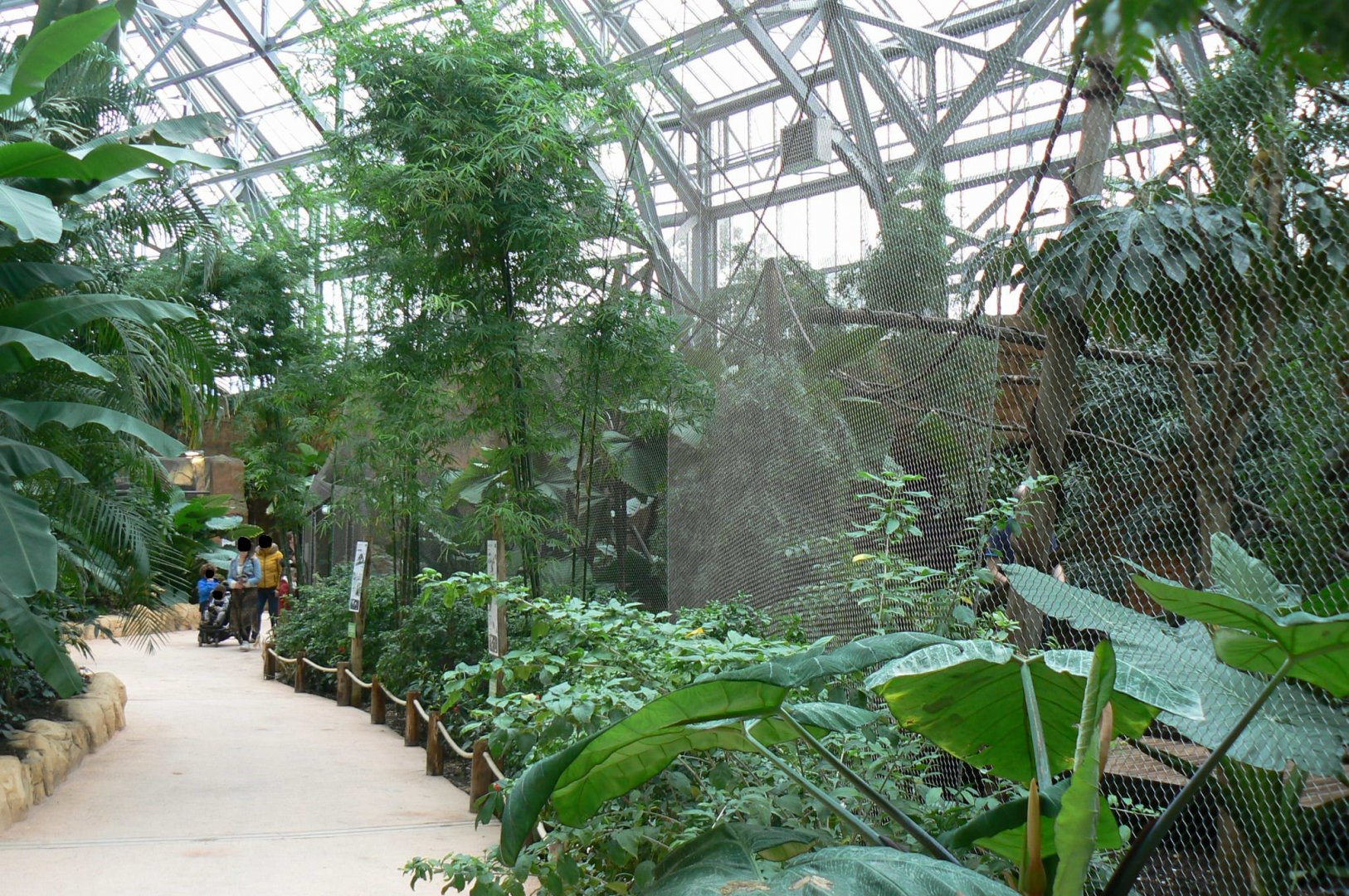 Tropical dome - Bolivian squirrel monkeys and southern tamanduas walkthrough aviary