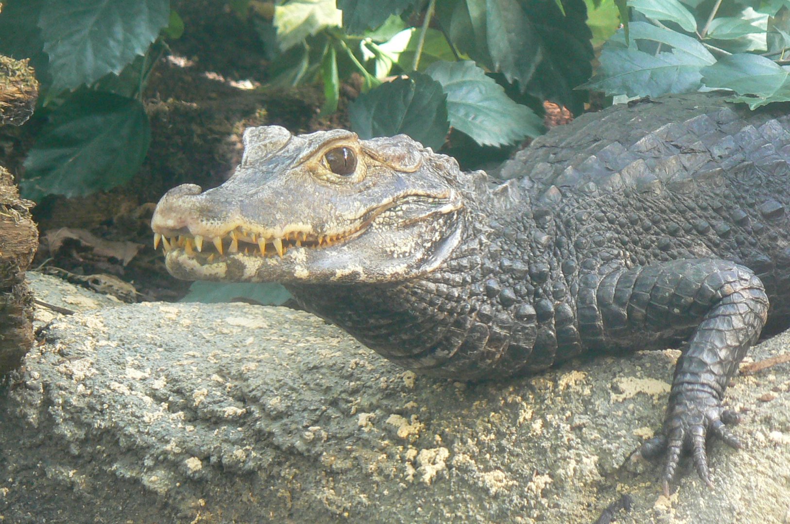 Tropical Dome - Cuvier's dwarf caiman