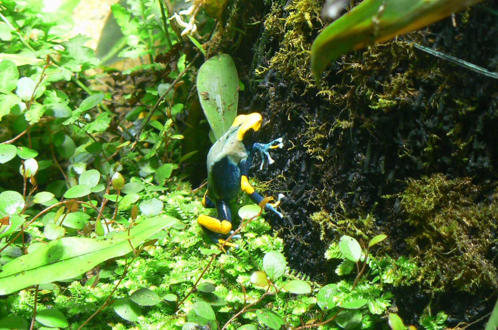 Tropical Dome - dyeing dart frog