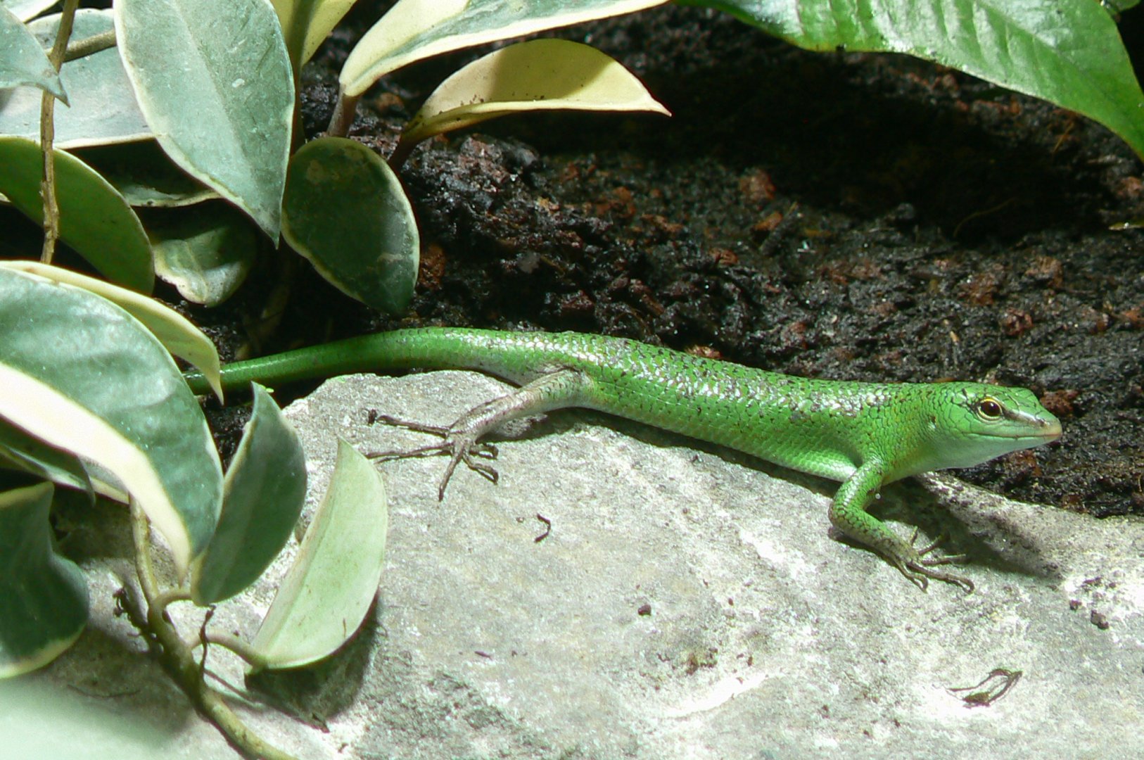 Tropical dome - Emerald skink