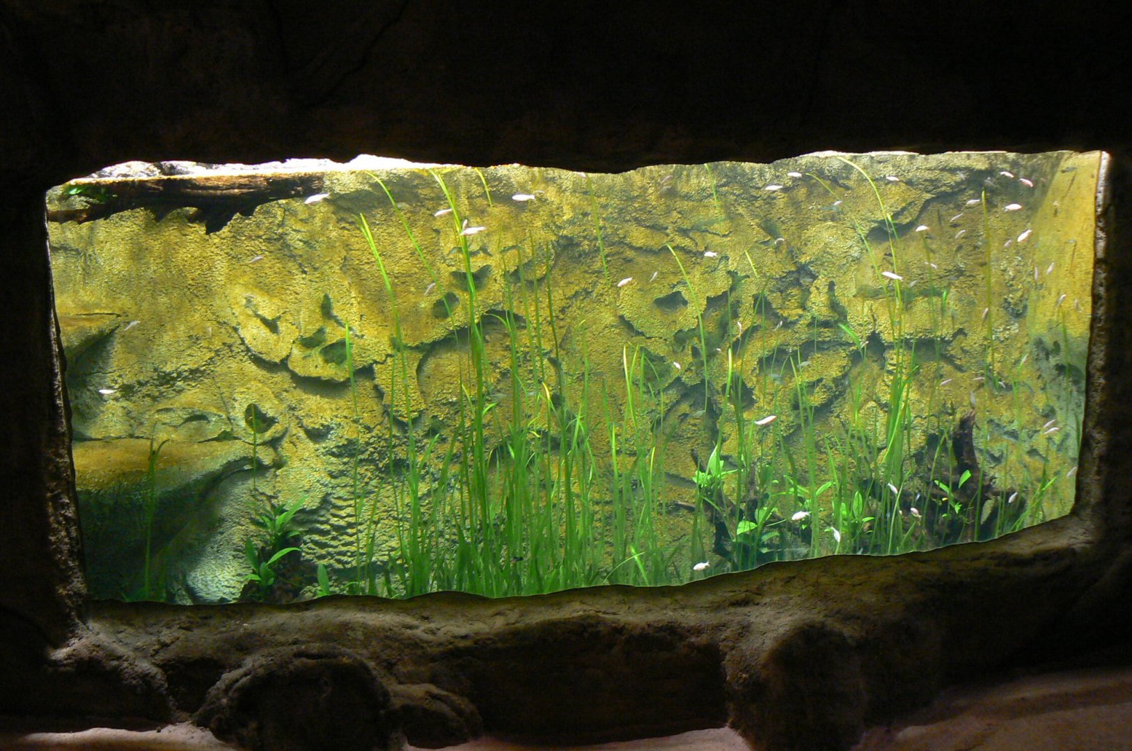 Tropical dome - Entrance tunnel - Aquarium for blind fishes and guppys (not labelled)