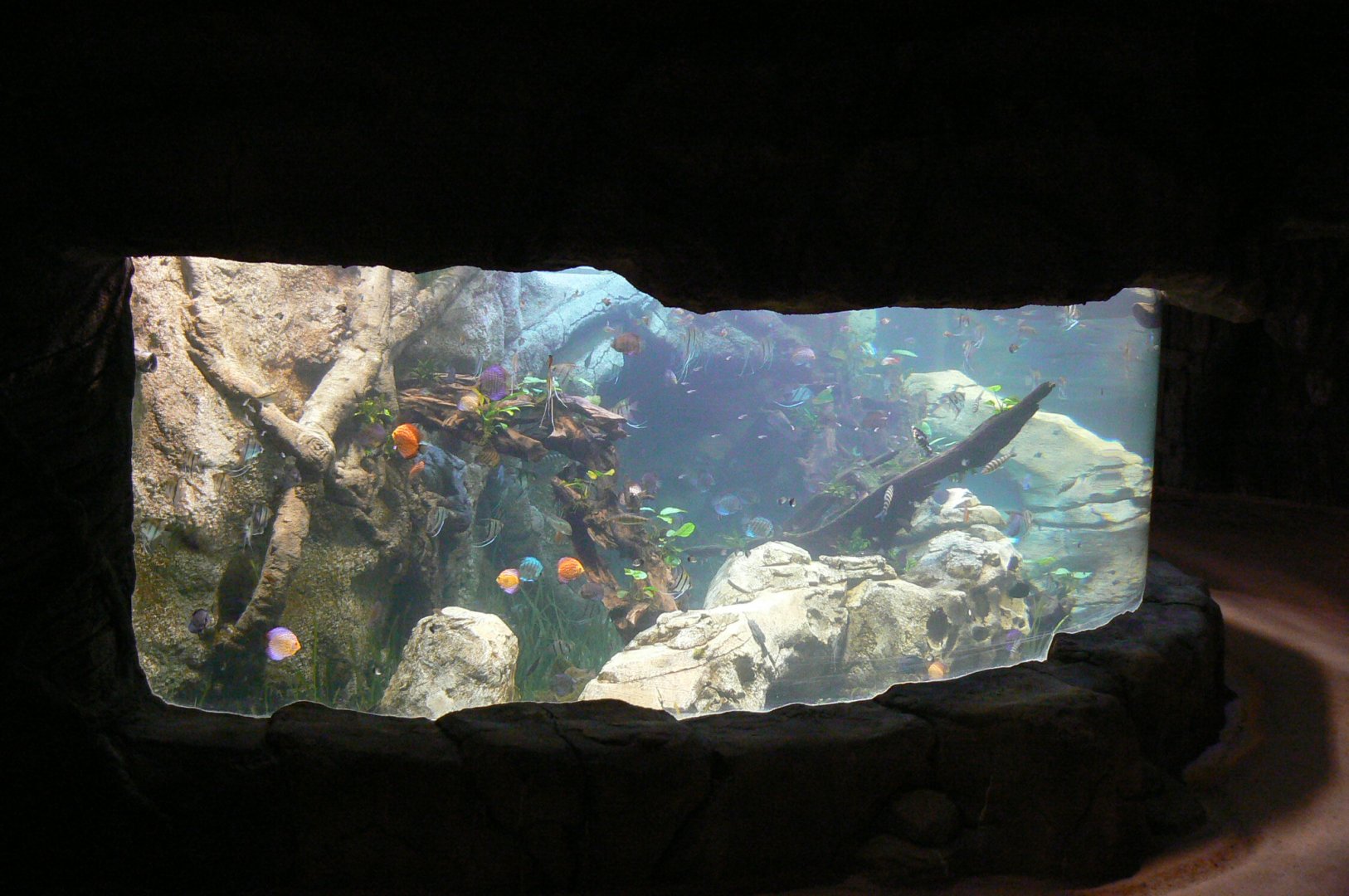 Tropical dome - Entrance tunnel - Aquarium for various cultured fishes (angelfishes, plecos, discus...)