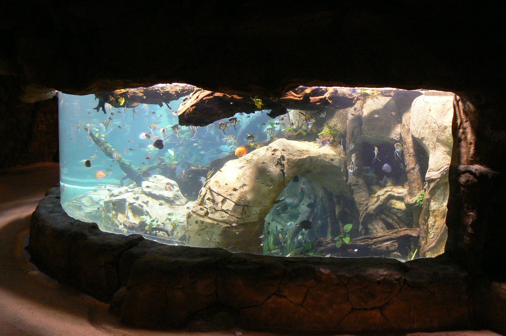 Tropical dome - Entrance tunnel - Aquarium for various cultured fishes (angelfishes, plecos, discus...)