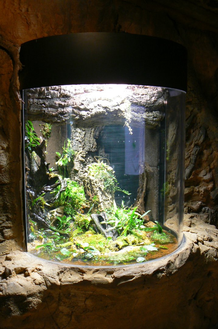 Tropical dome - Entrance tunnel - Poison frogs terrarium (not labelled)