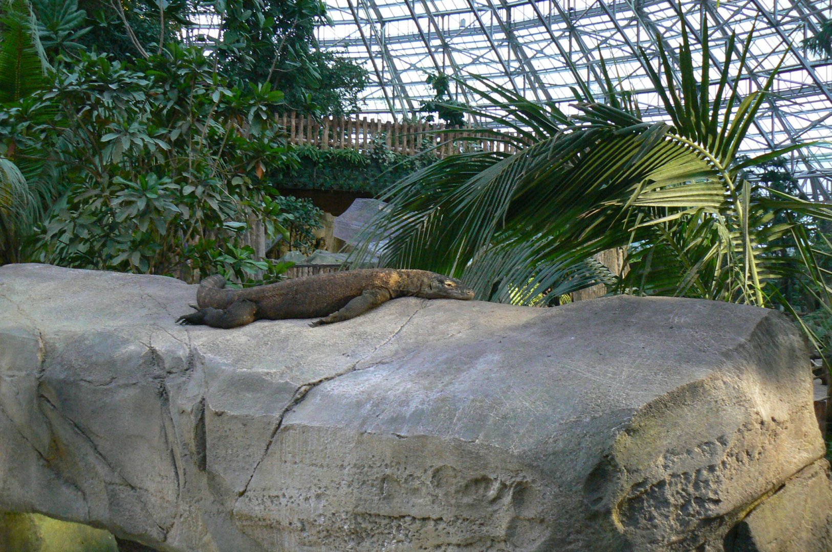 Tropical dome - First komodo dragons exhibit