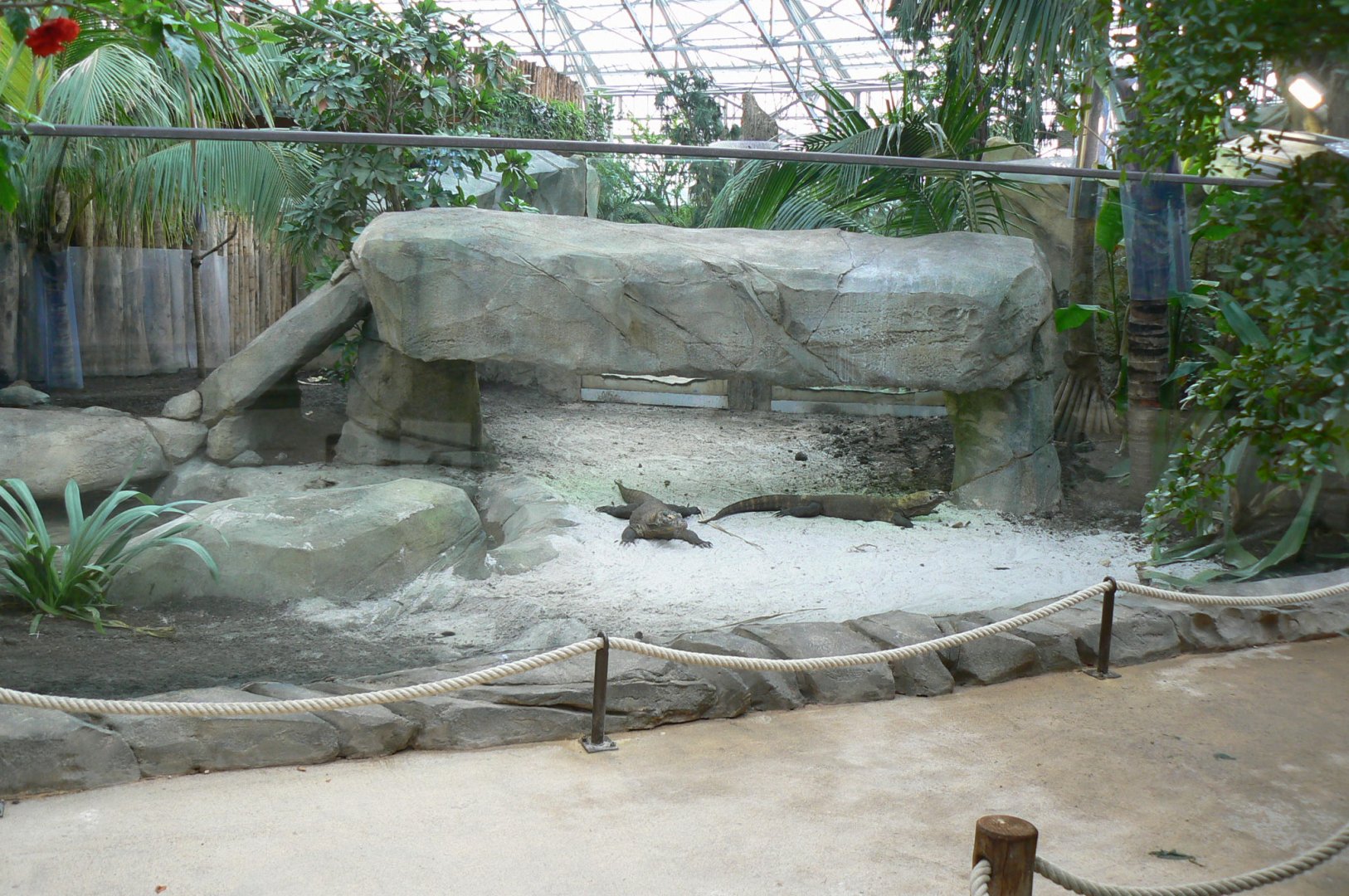 Tropical dome - First komodo dragons exhibit