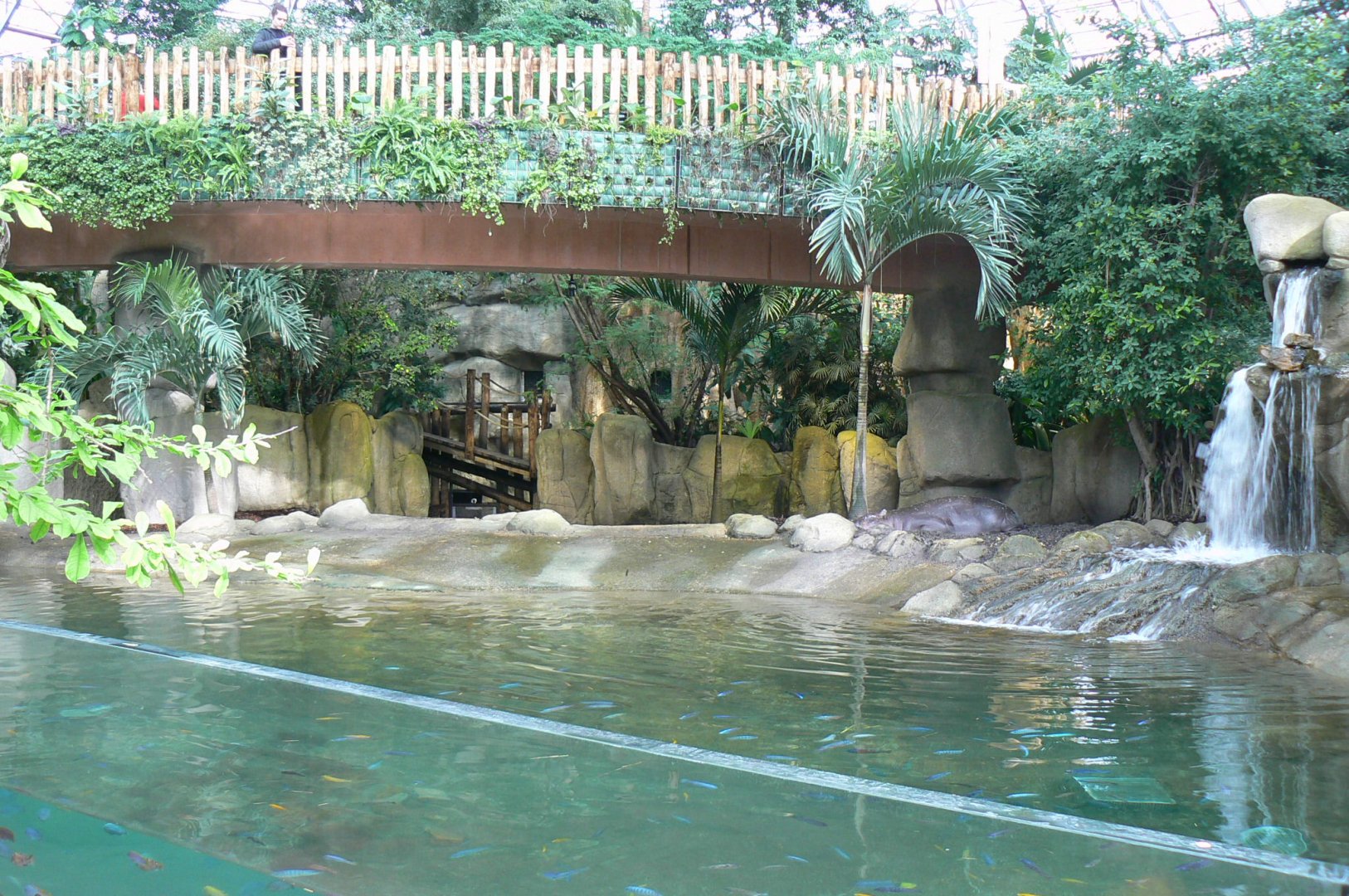 Tropical dome - First pygmy hippo enclosure