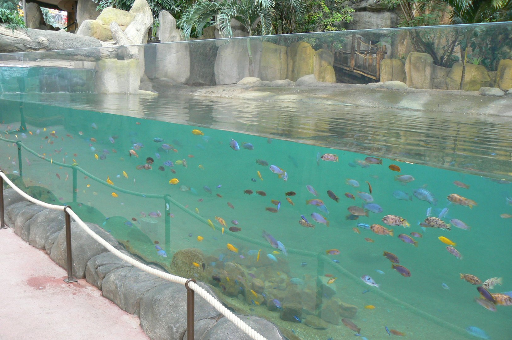 Tropical dome - First pygmy hippo enclosure