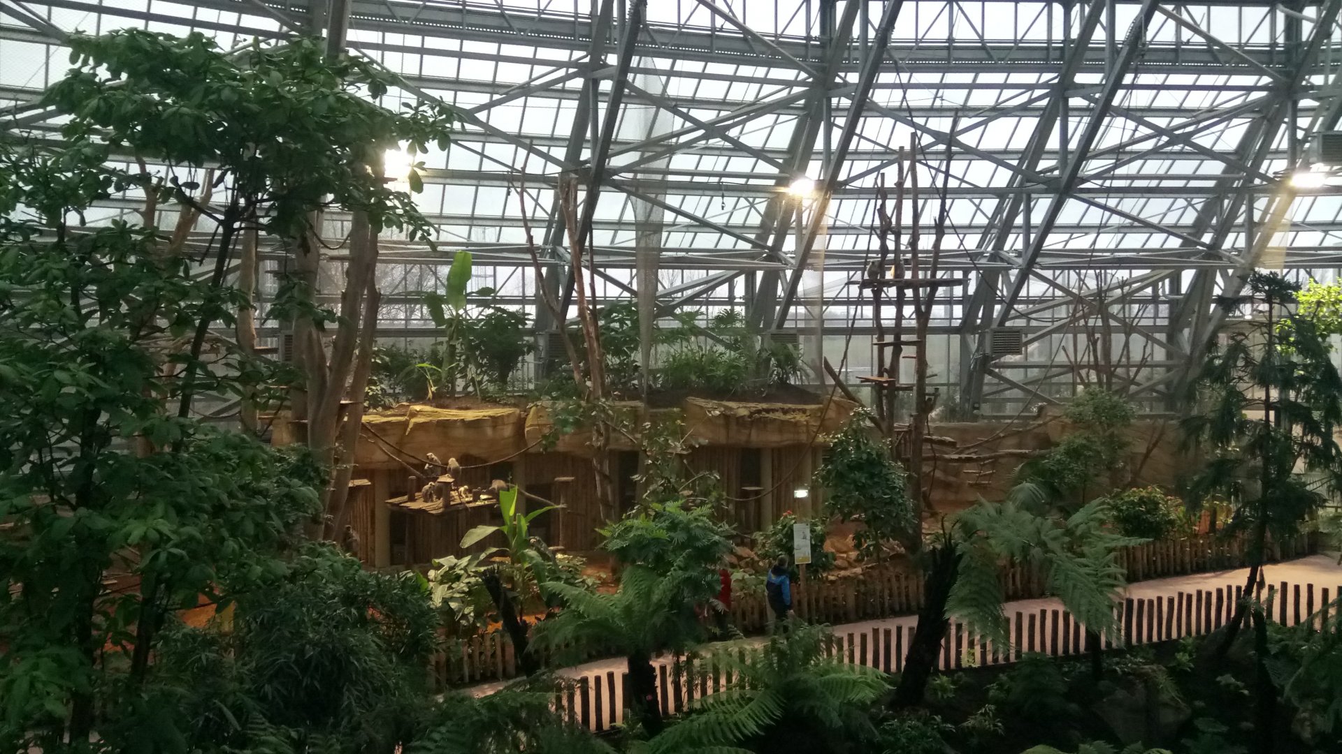 Tropical dome - Future douc langurs exhibit (maybe) now home for grey langurs