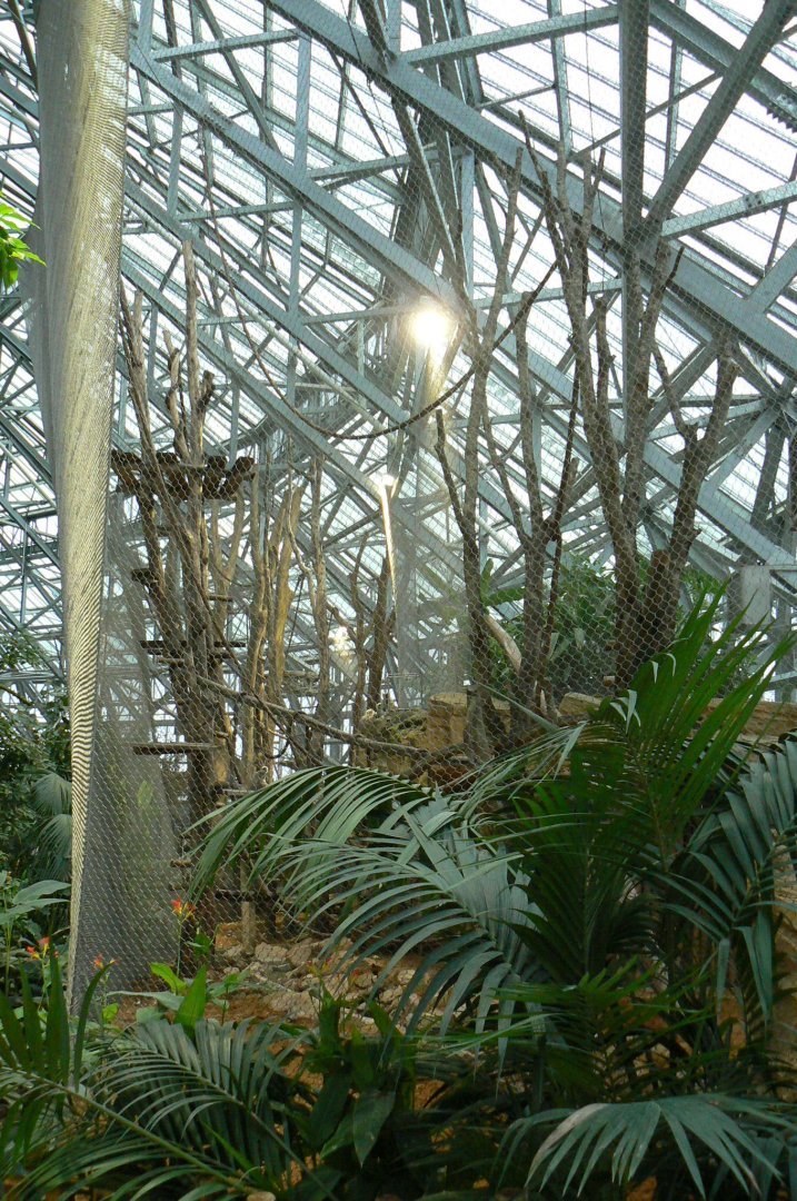 Tropical dome - Future douc langurs exhibit (maybe !) now home of grey langurs