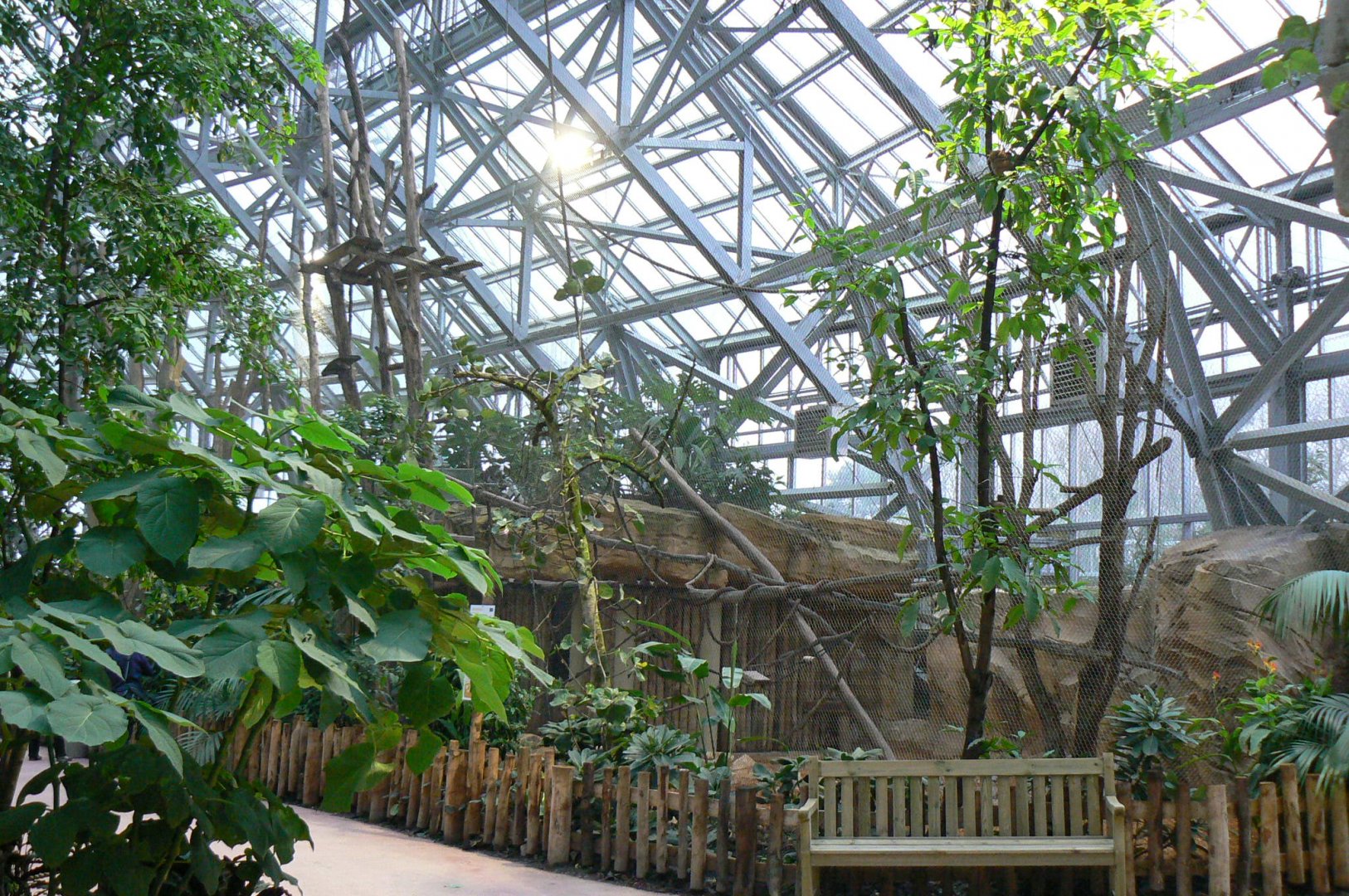 Tropical dome - Future douc langurs exhibit (maybe !) now home of grey langurs