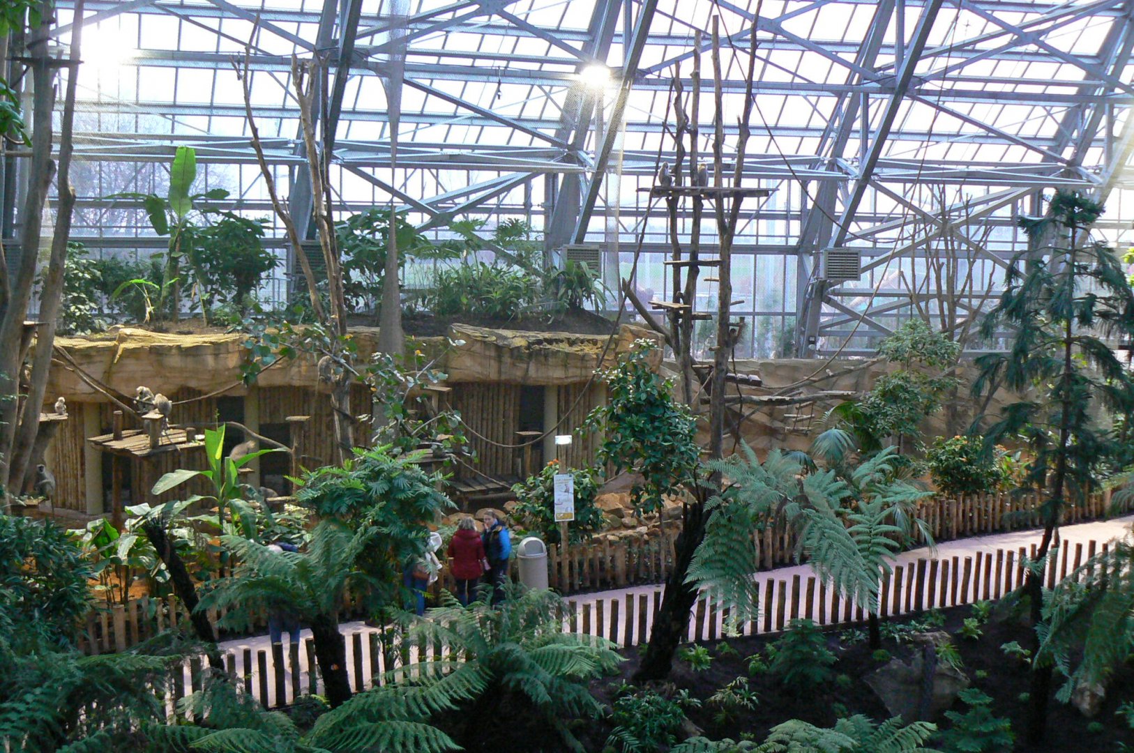 Tropical dome - Future douc langurs exhibit (maybe !) now home of grey langurs