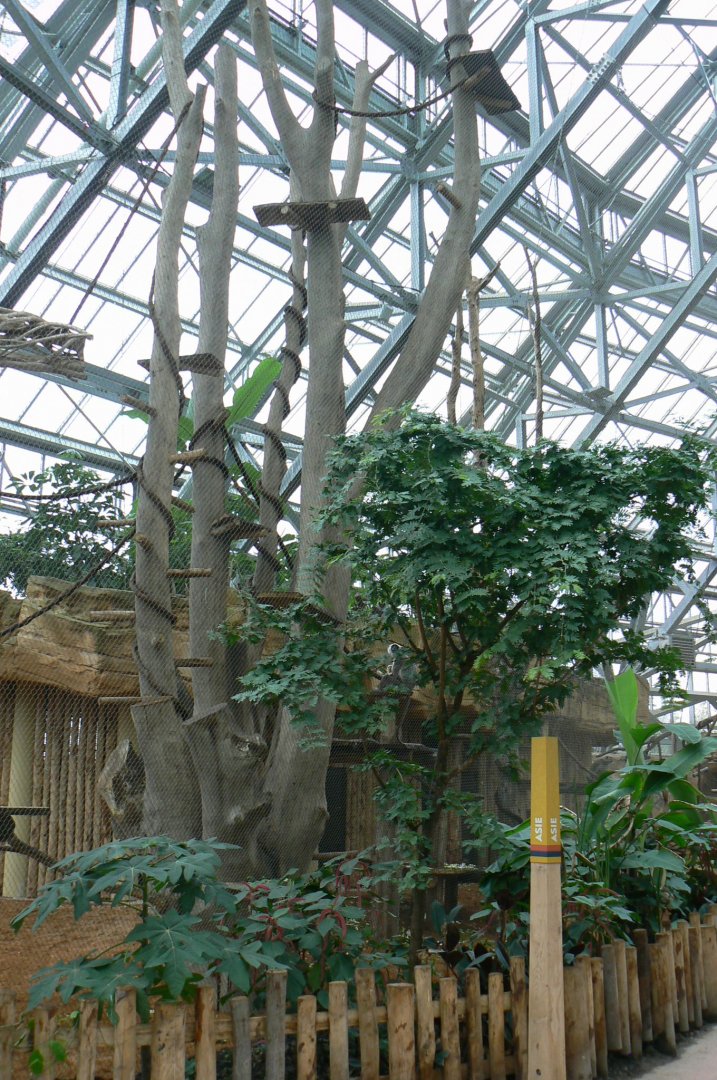 Tropical dome - Future douc langurs exhibit (maybe !) now home of grey langurs