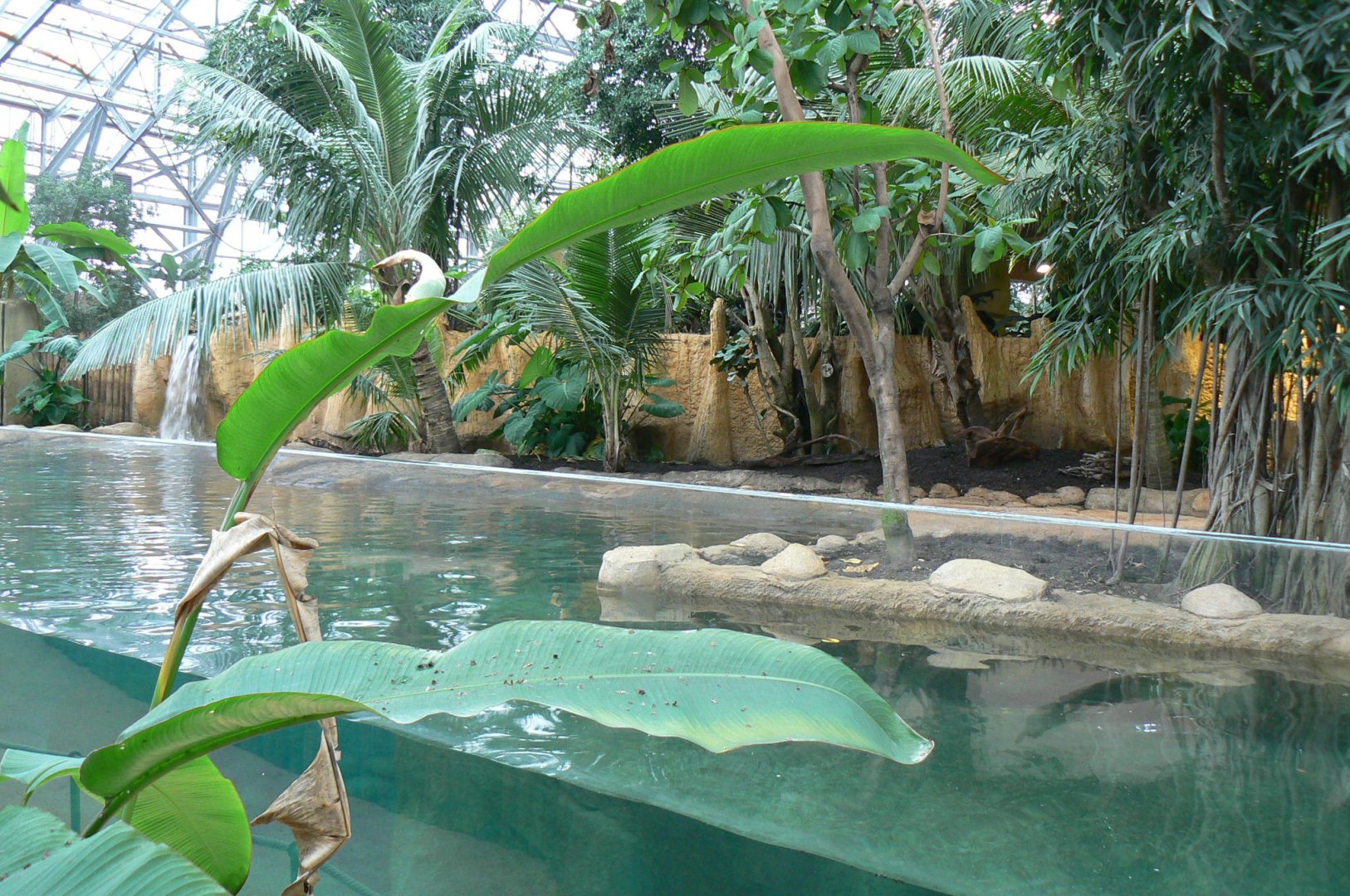 Tropical dome - Giant river otters exhibit