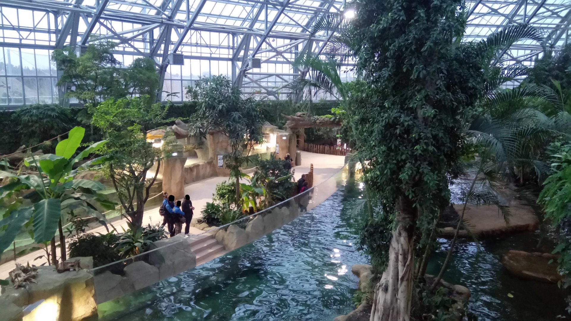 Tropical dome - Giant river otters pool ahead, american alligators on the left, Cuvier's dwarf caimans after and passage to the african area