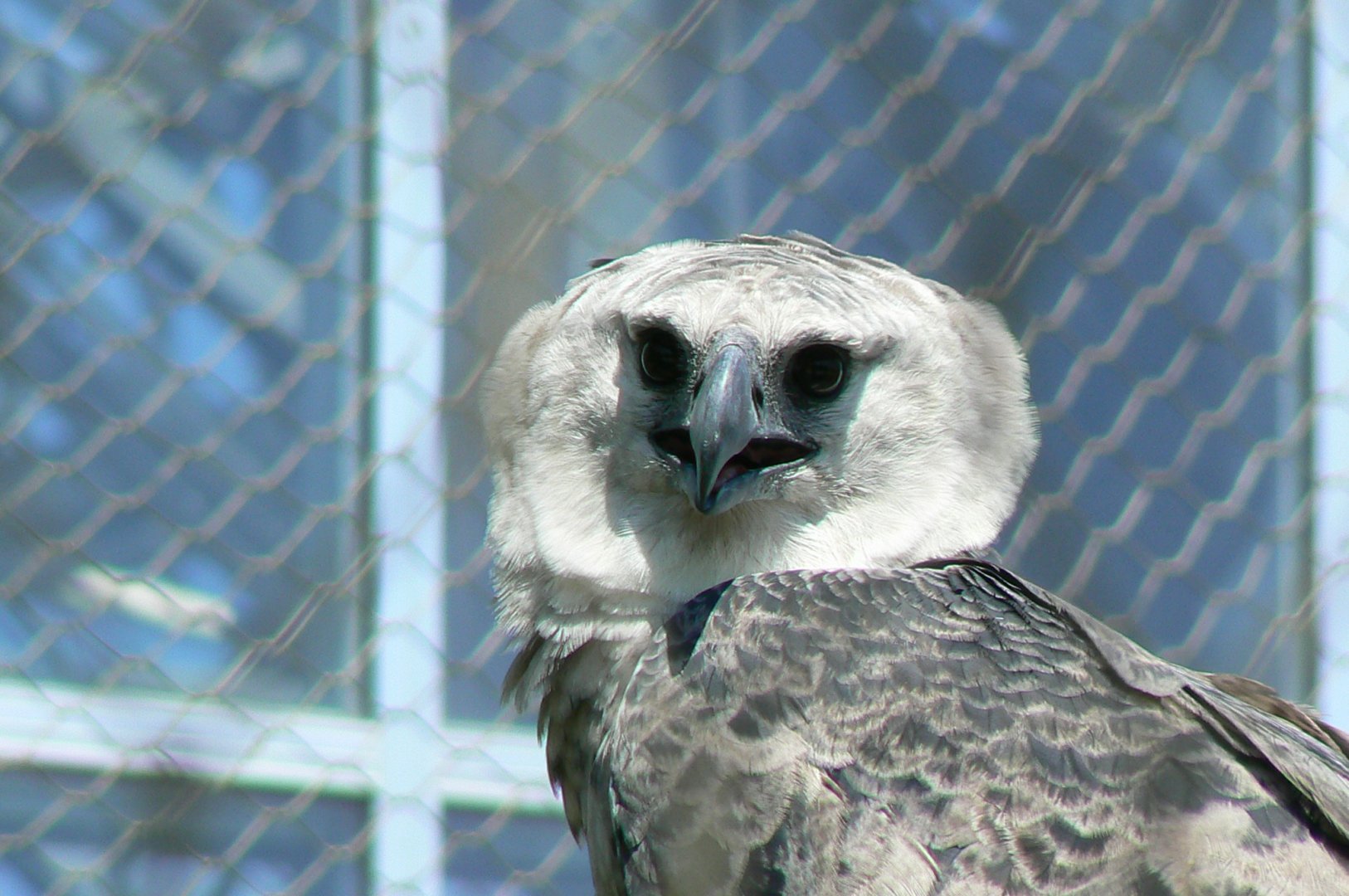 Tropical Dome - Harpy eagle