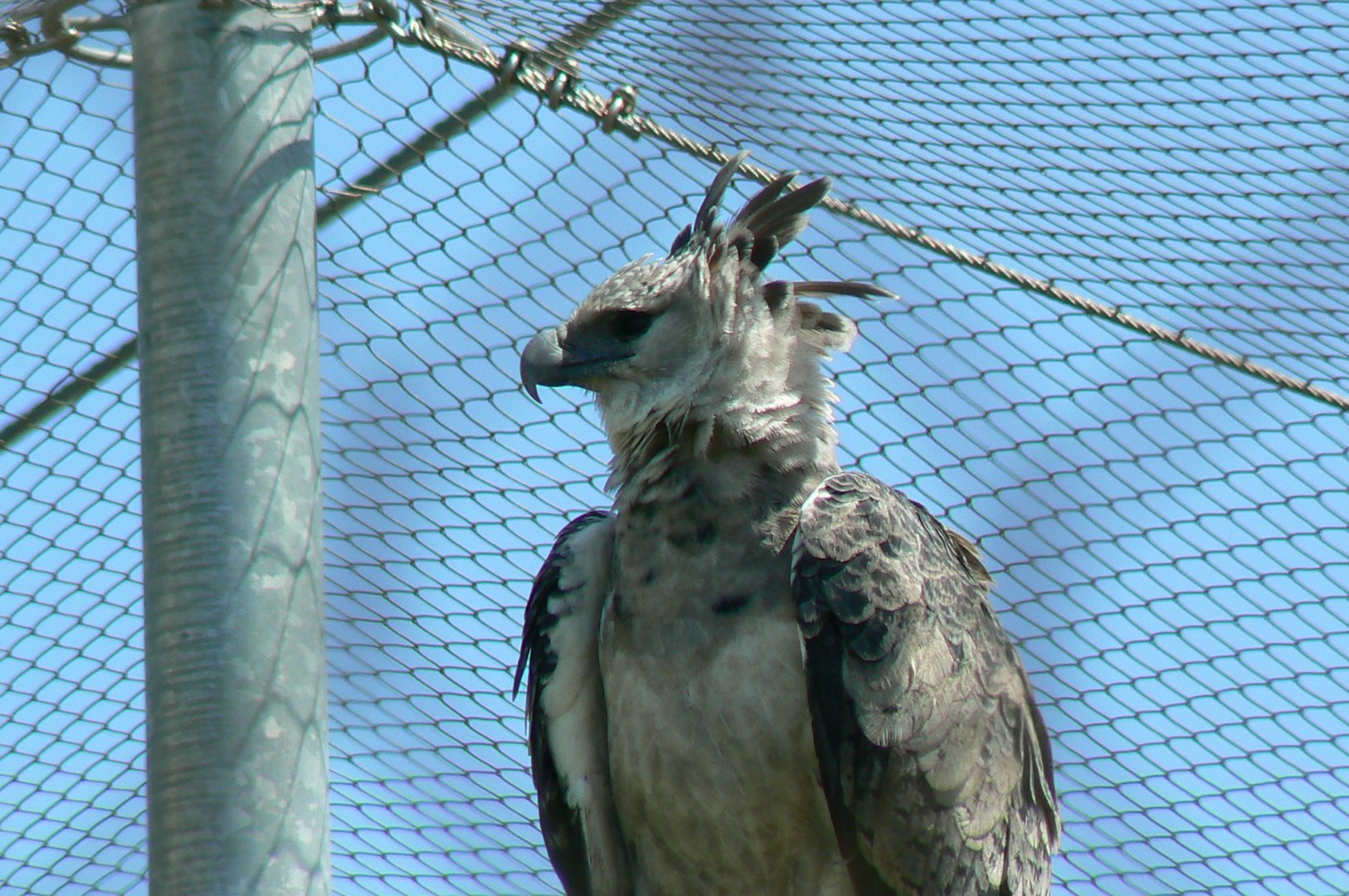 Tropical Dome - Harpy eagle