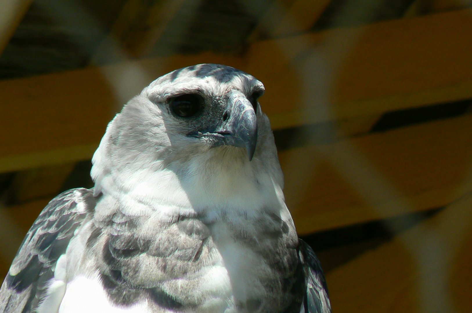 Tropical Dome - Harpy eagle