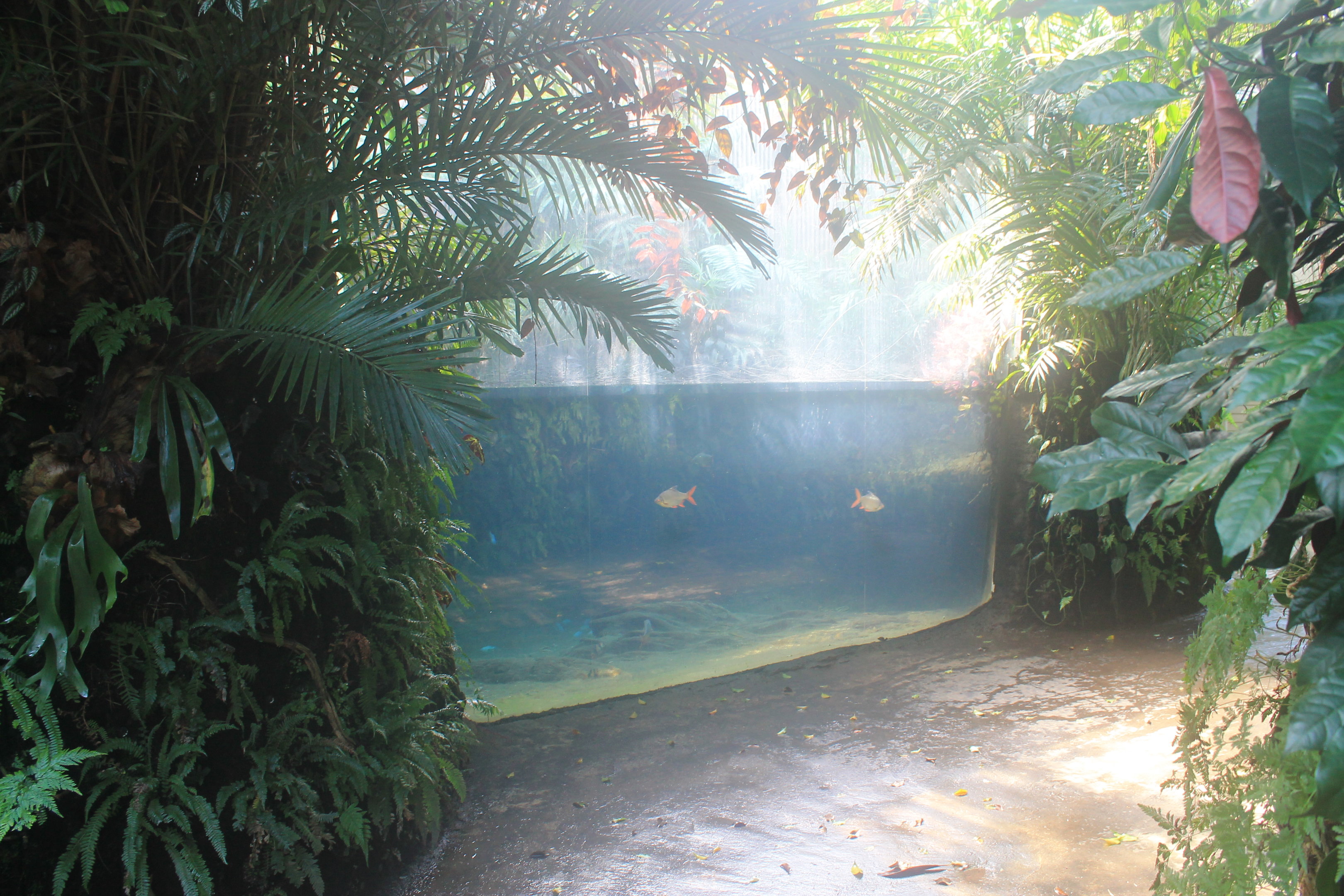 Tropical Dome interior
