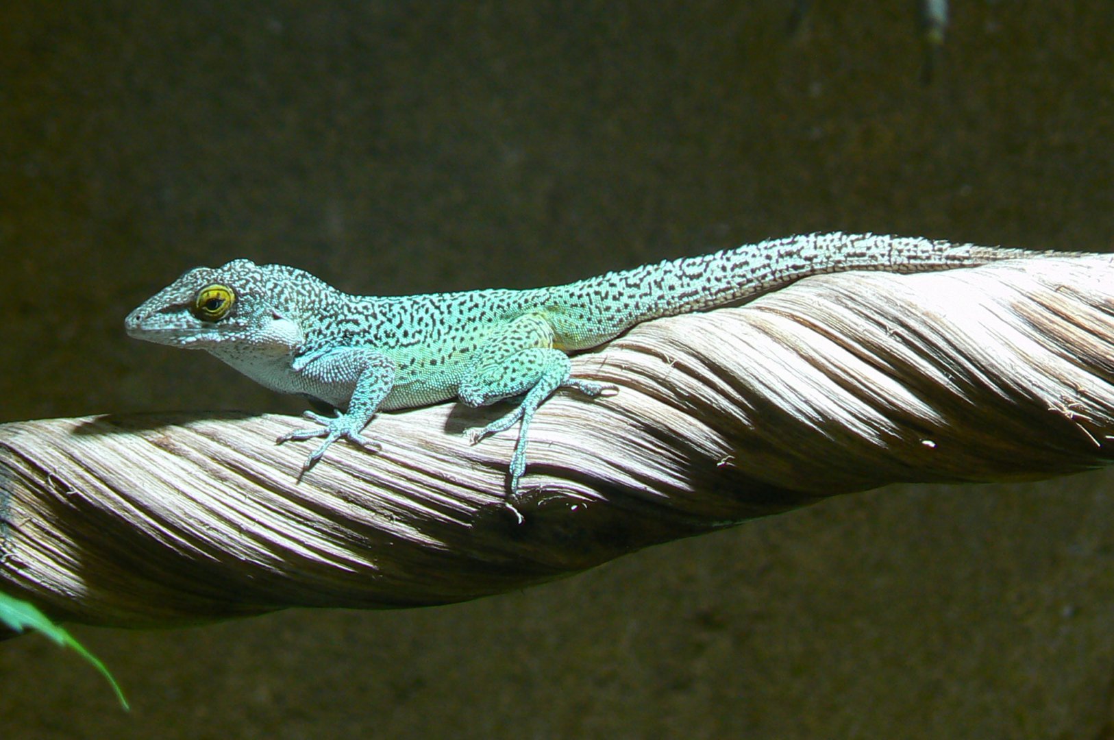 Tropical dome -  Leach's Anole