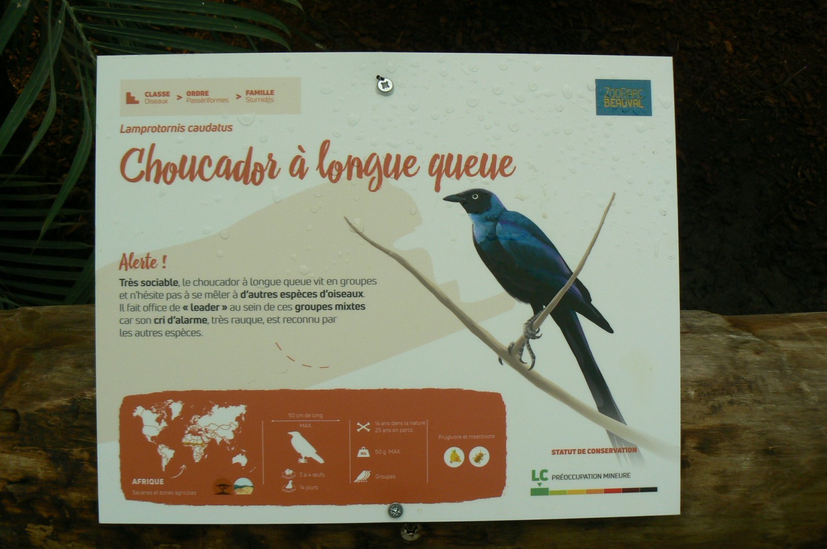 Tropical dome -Long-tailed glossy starling signage