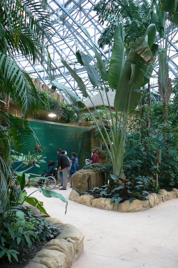 Tropical dome - Main manatee pool