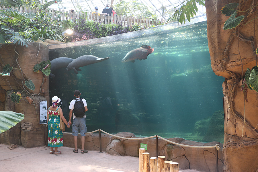 Tropical dome manatees