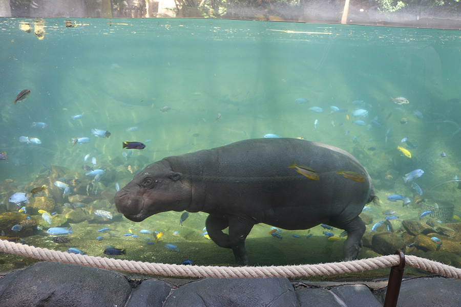 Tropical dome pygmy hippo