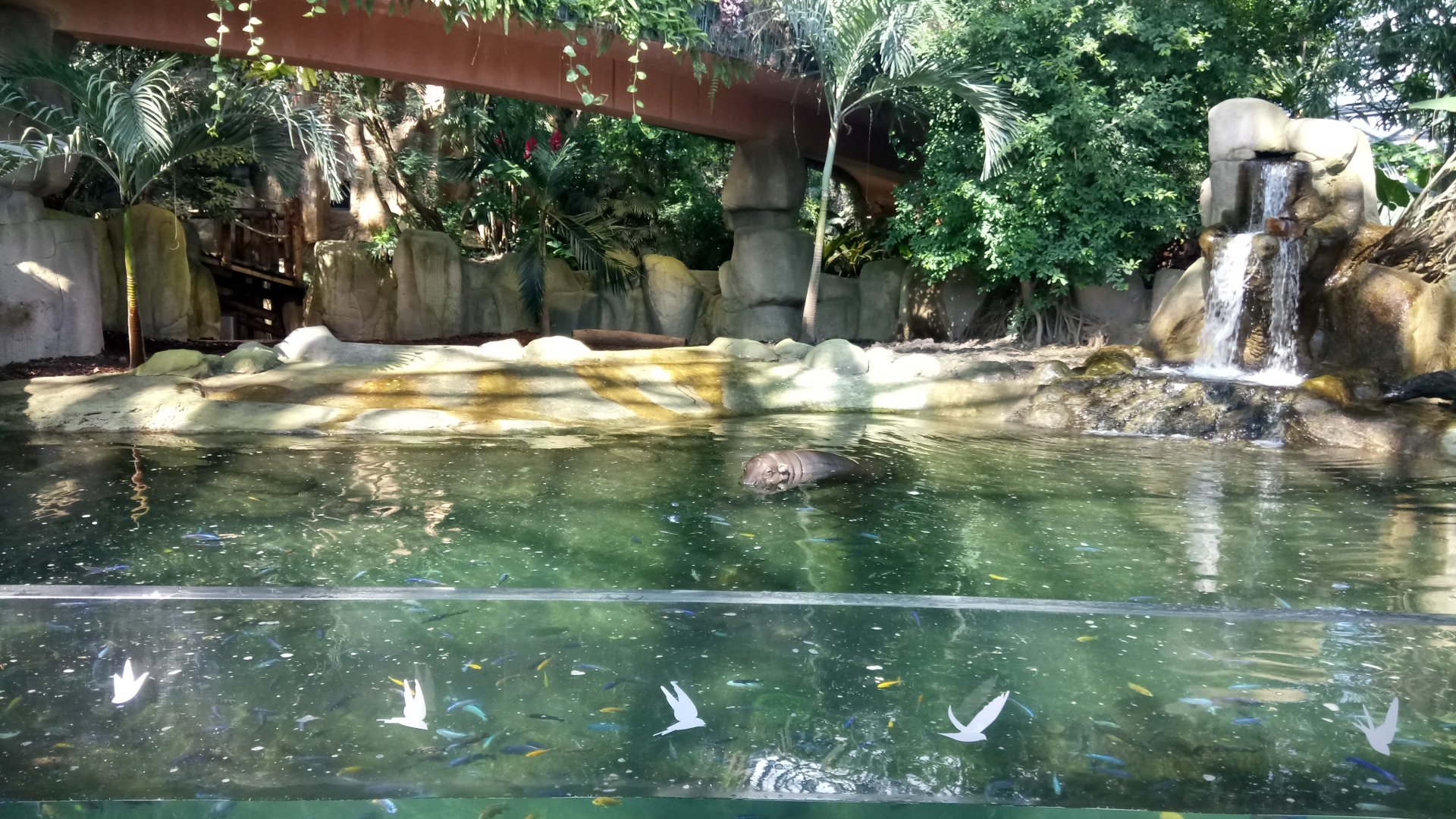 Tropical Dome - Pygmy hippopotamus called "Robert"
