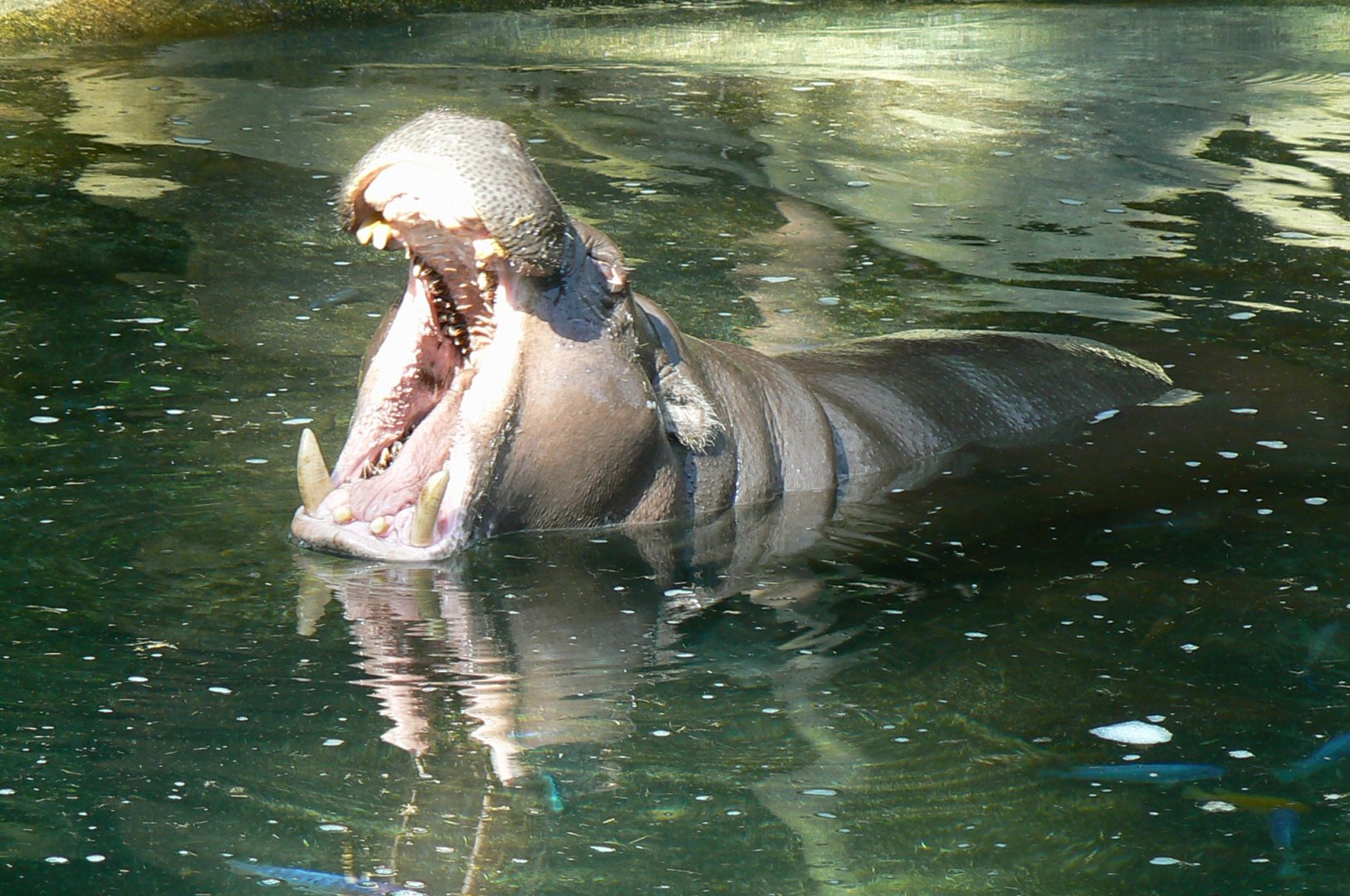 Tropical Dome - Pygmy hippopotamus called "Robert"