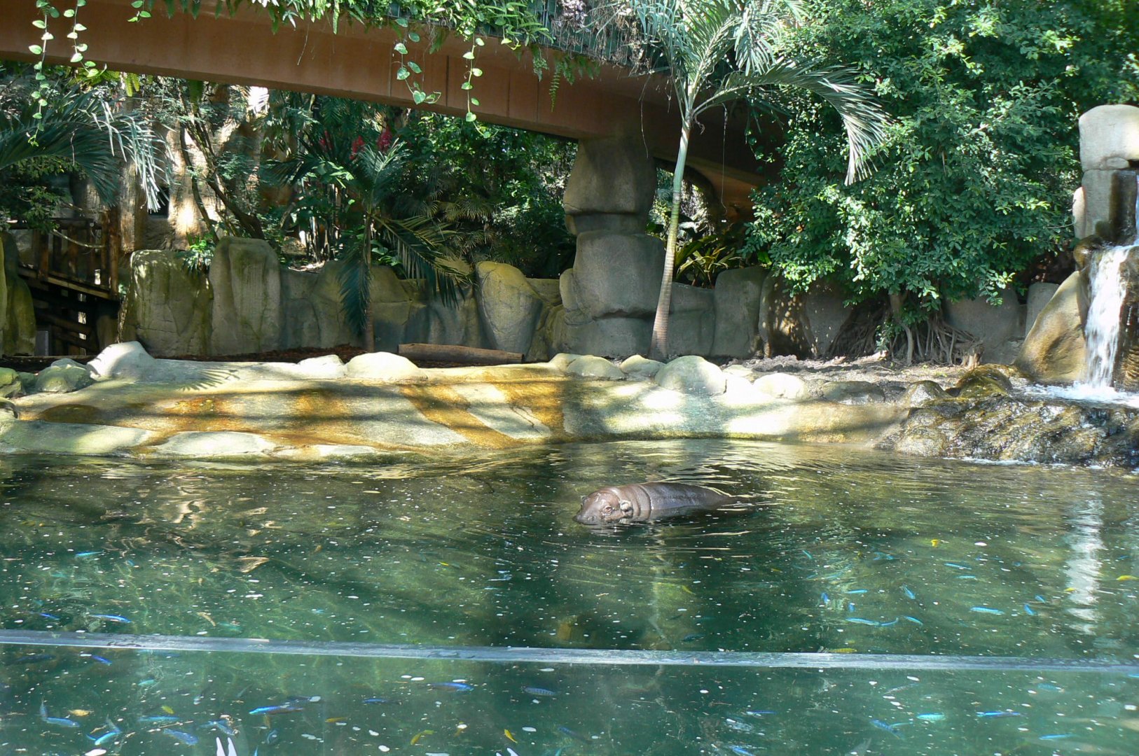 Tropical Dome - Pygmy hippopotamus called "Robert"