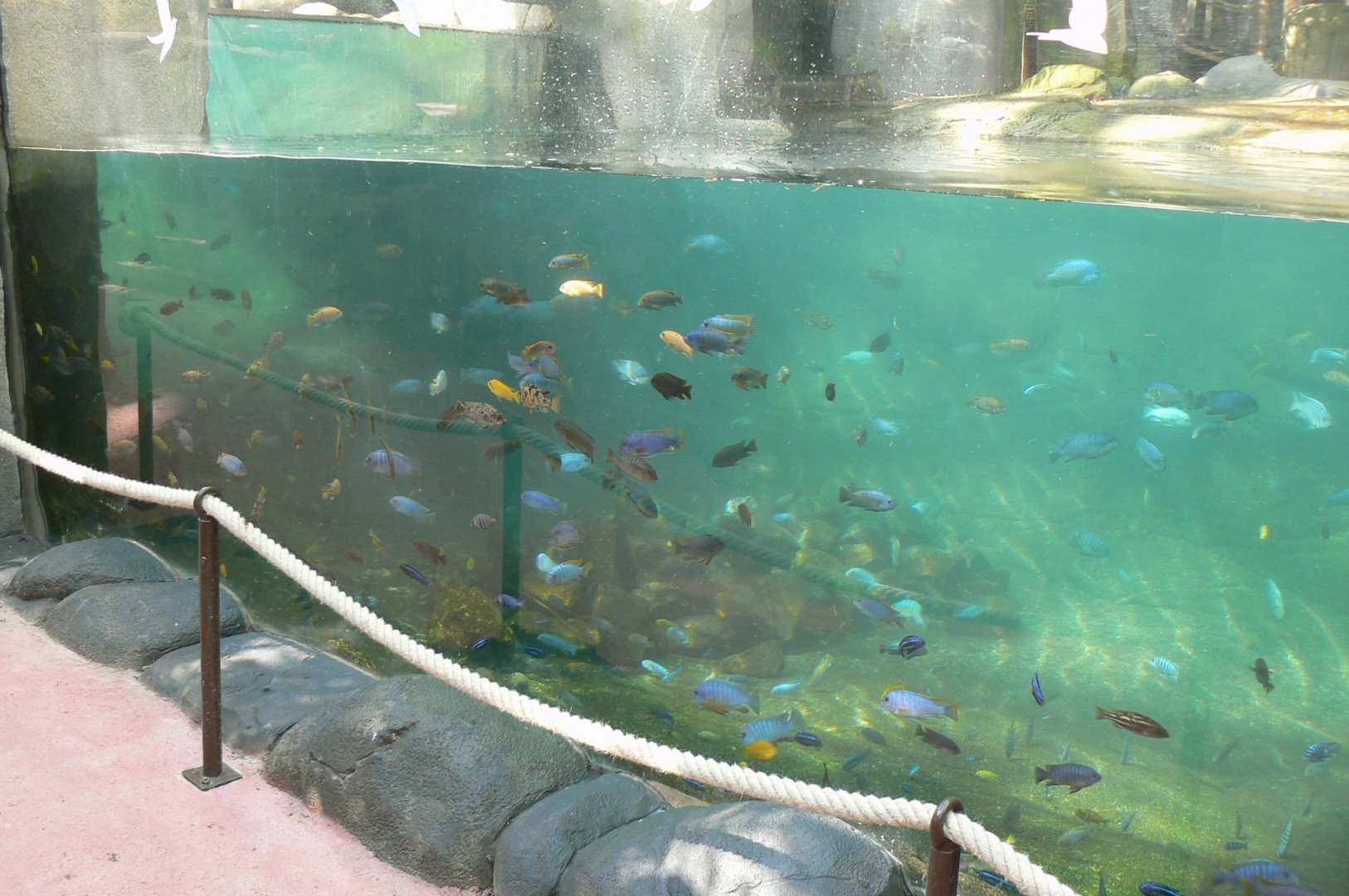 Tropical Dome - Pygmy hippopotamus called "Robert"
