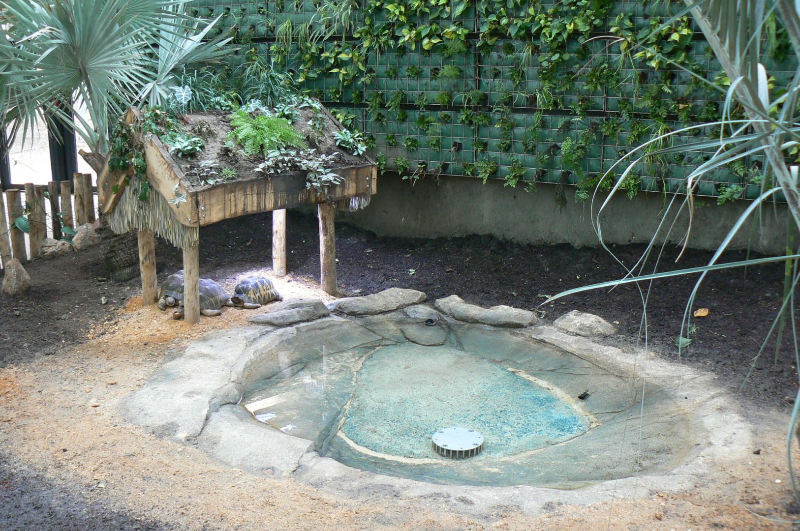 Tropical dome - Radiated tortoise exhibit